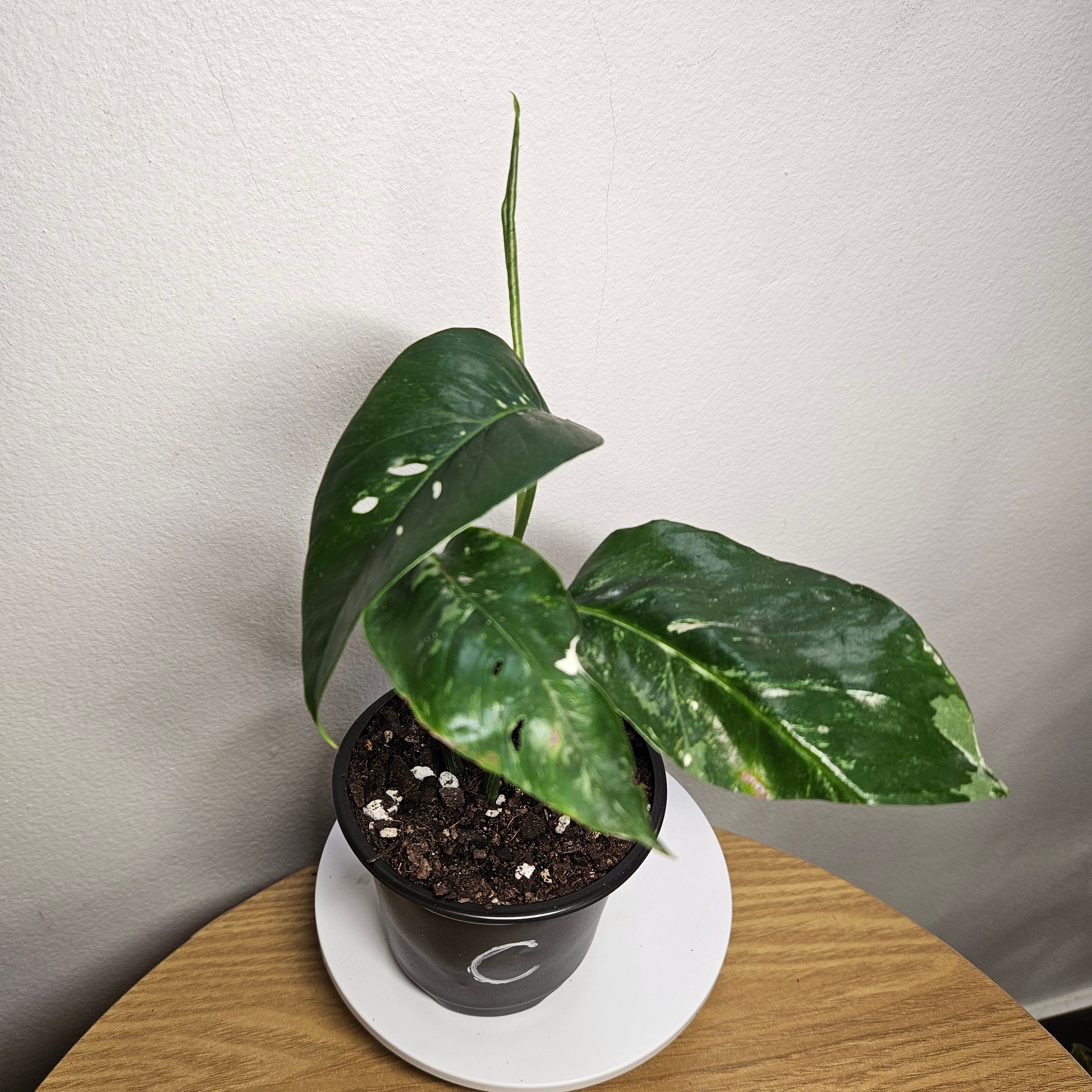 Epipremnum pinnatum Variegata – Variegated Dragon Tail Pothos