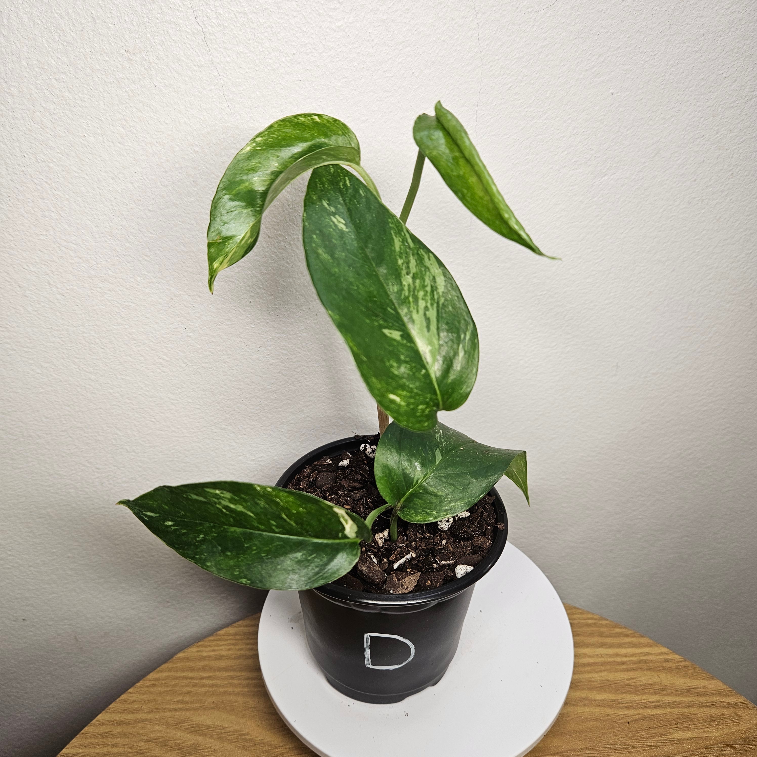 Epipremnum pinnatum Variegata – Variegated Dragon Tail Pothos