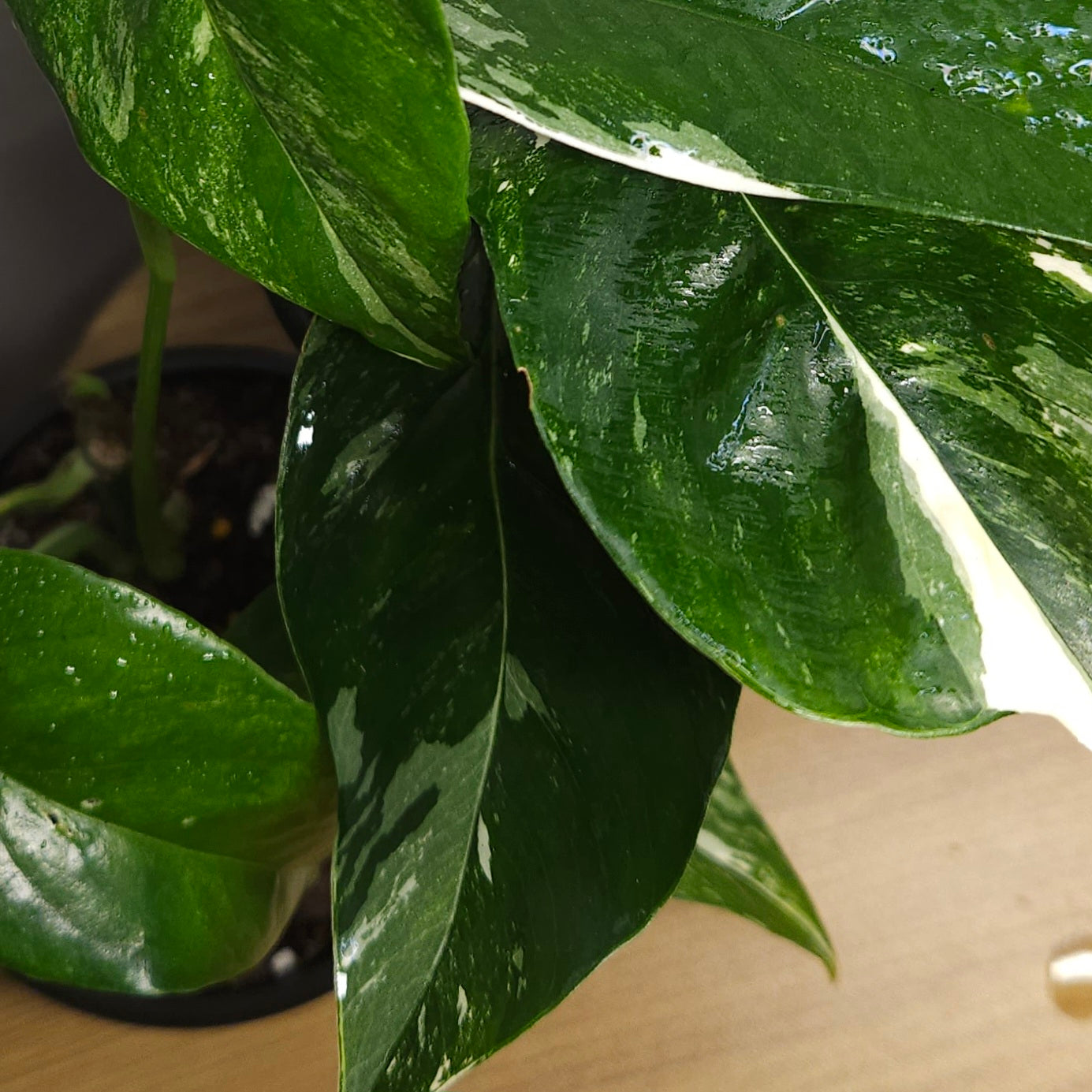 Epipremnum pinnatum Variegata – Variegated Dragon Tail Pothos