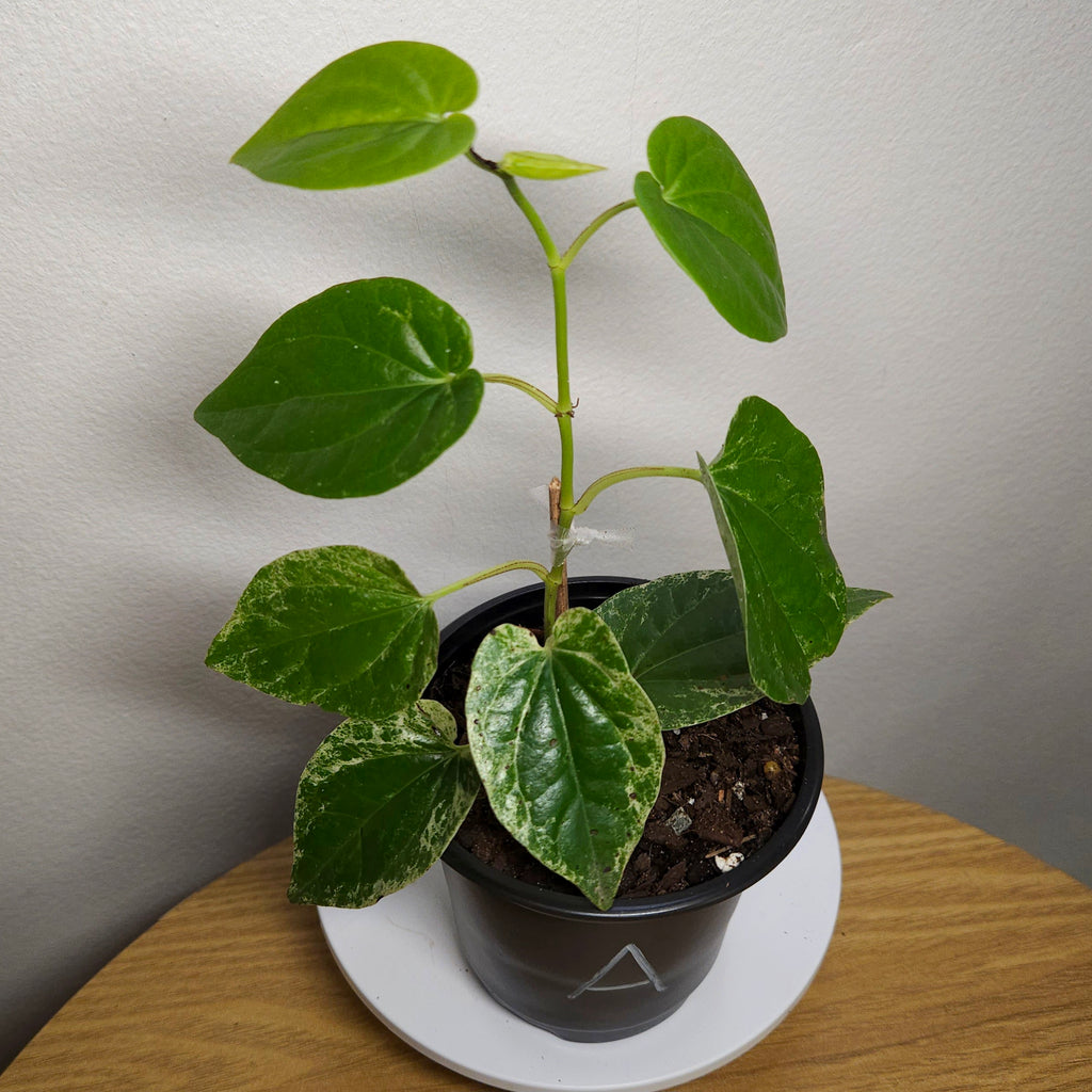 Piper macropiper Variegated – Variegated Giant Pepper Vine