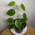 Piper macropiper Variegated – Variegated Giant Pepper Vine