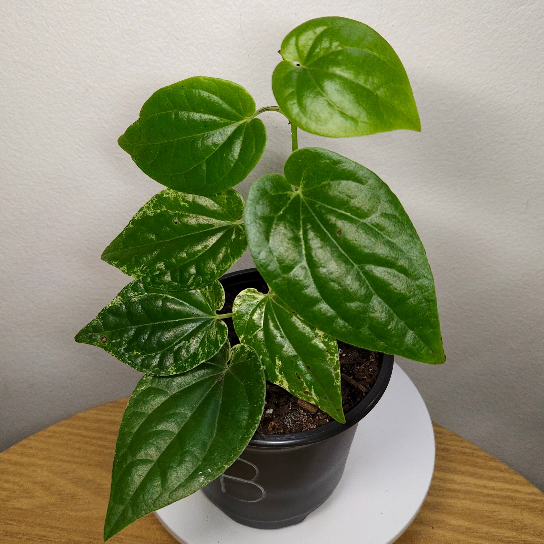 Piper macropiper Variegated – Variegated Giant Pepper Vine