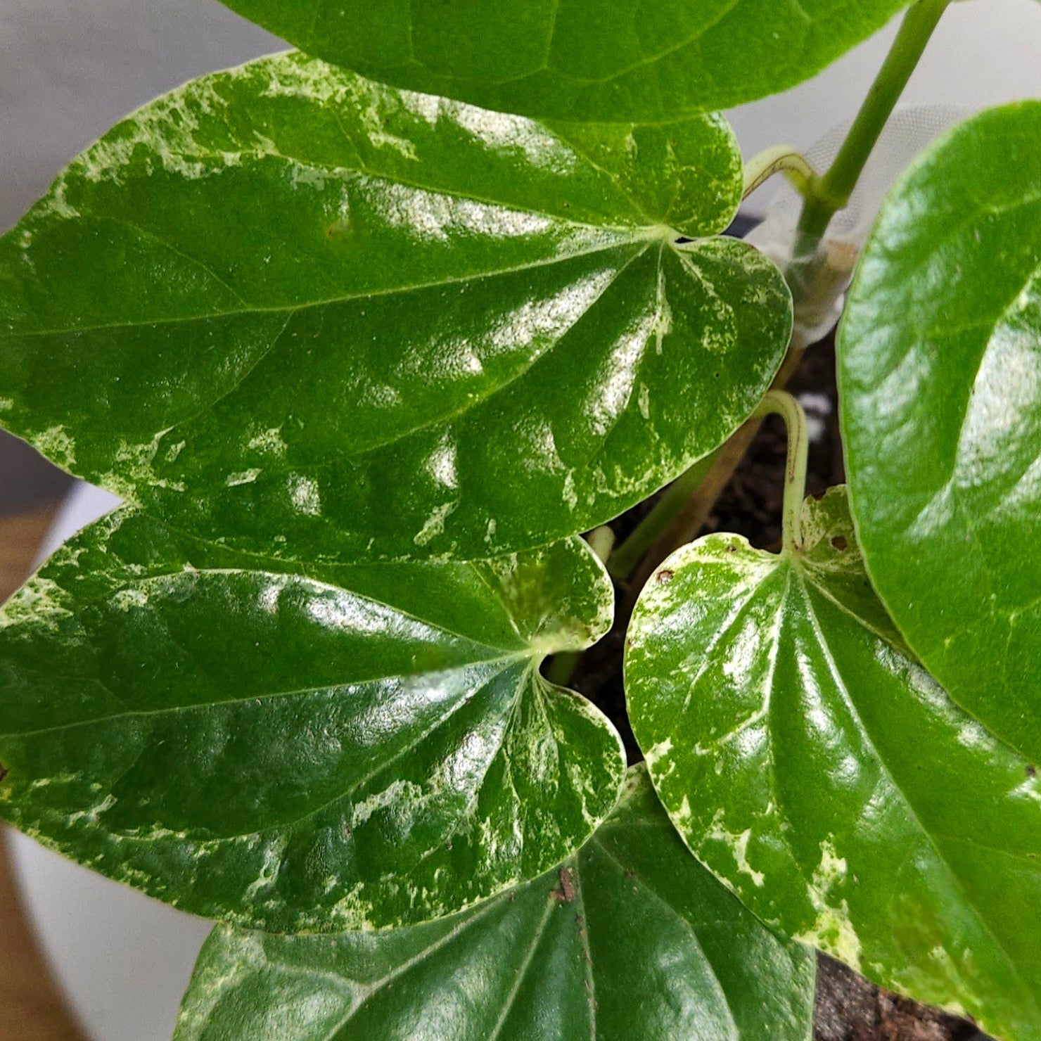 Piper macropiper Variegated – Variegated Giant Pepper Vine