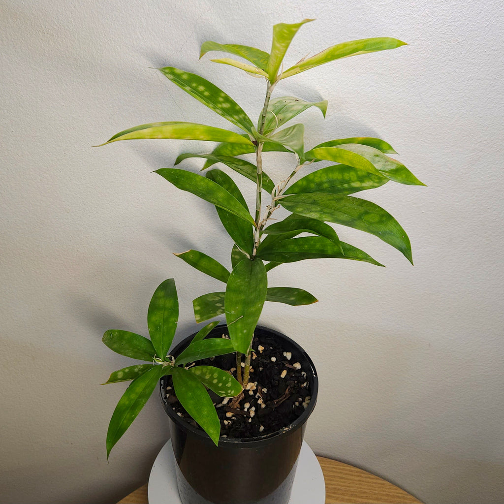 Dracaena surculosa ‘Golden Milky Way’