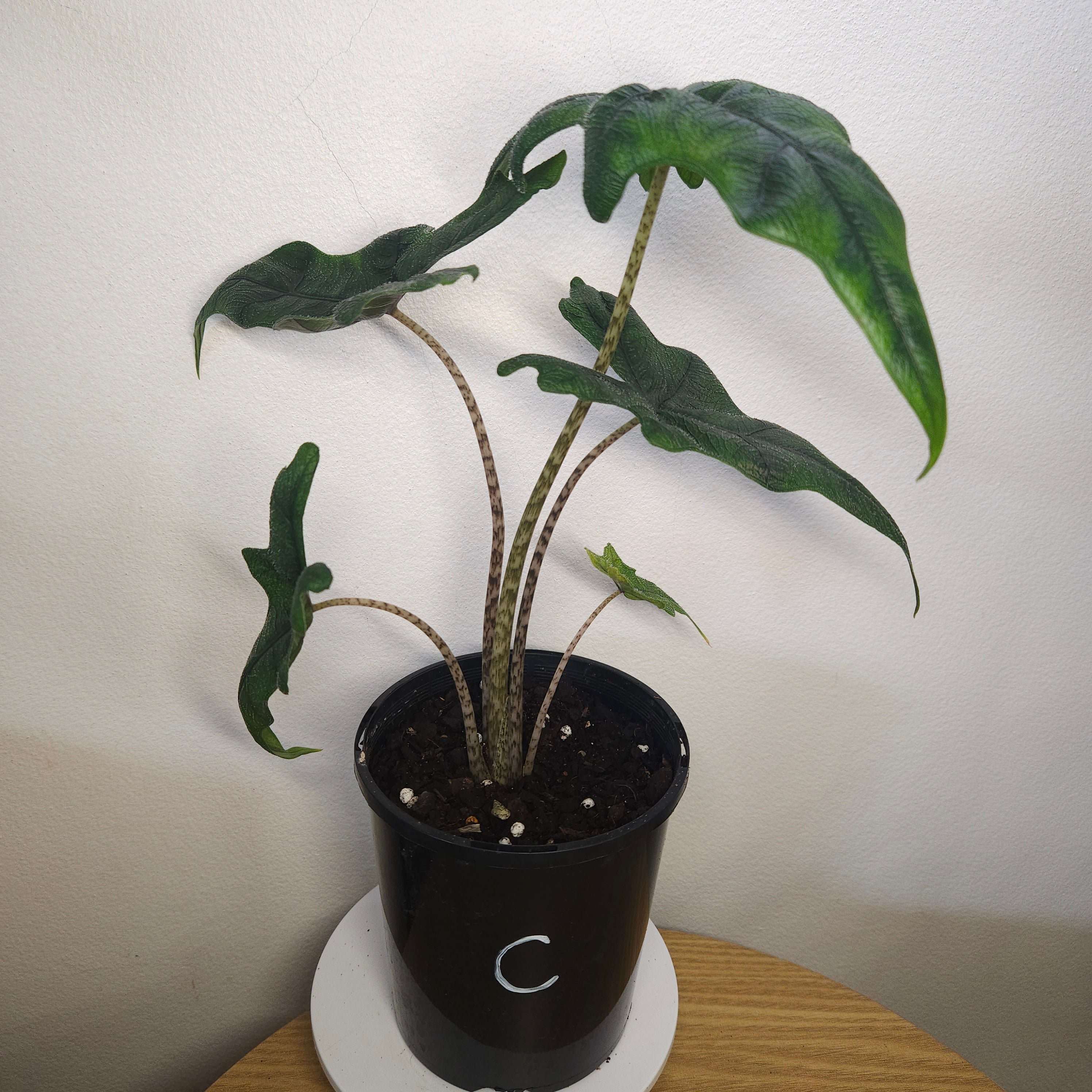 Alocasia Jacklyn – Rare Textured Leaf Alocasia