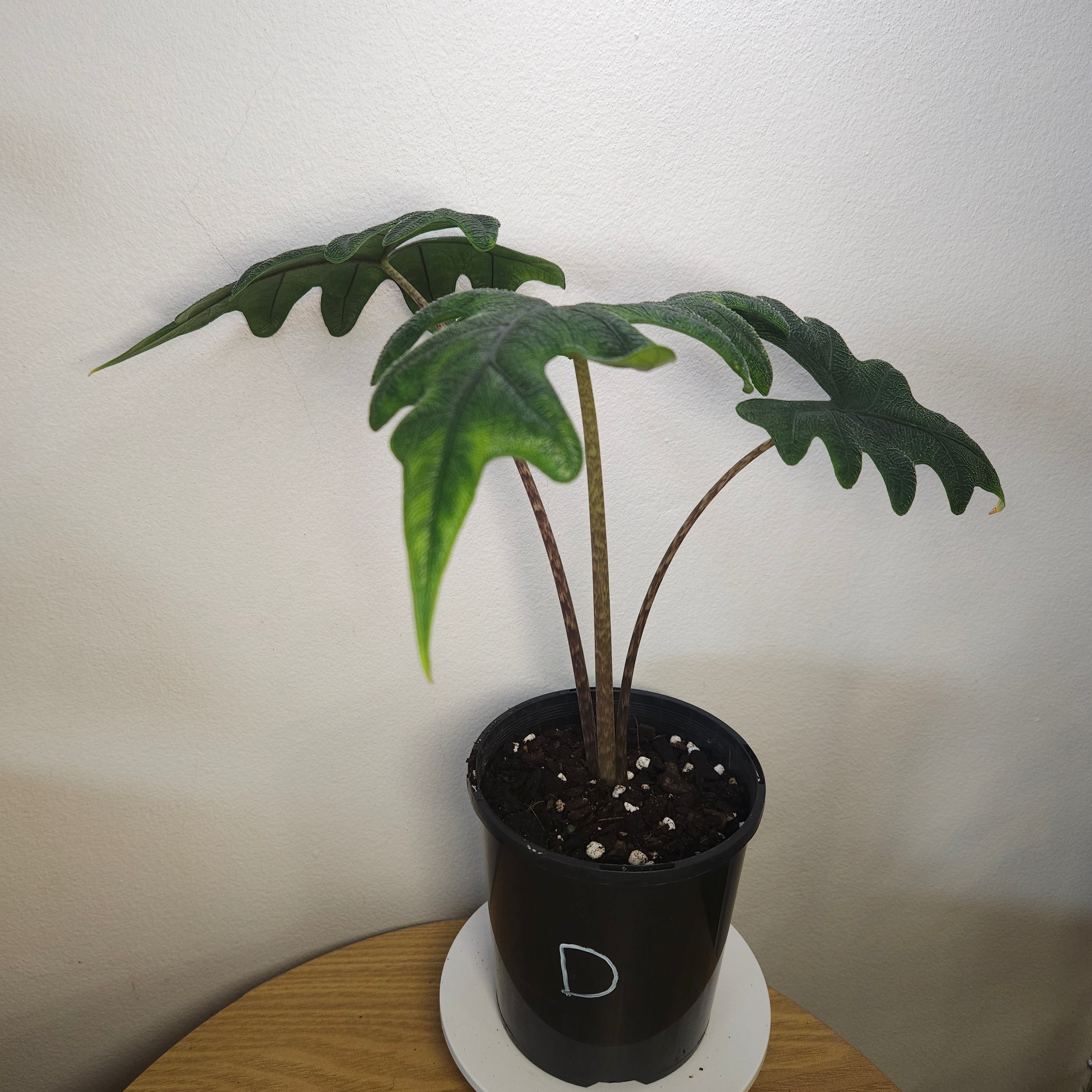 Alocasia Jacklyn – Rare Textured Leaf Alocasia