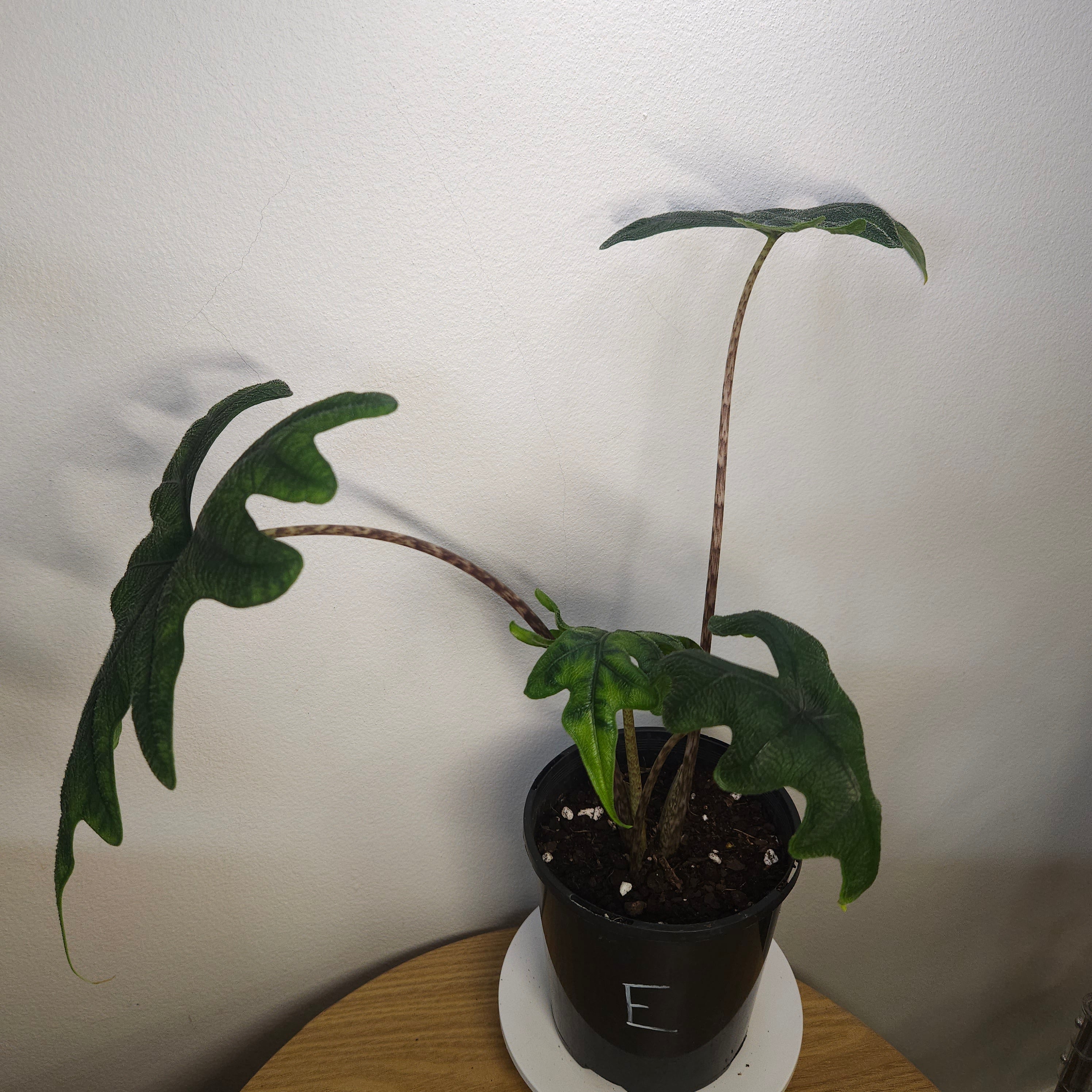 Alocasia Jacklyn – Rare Textured Leaf Alocasia