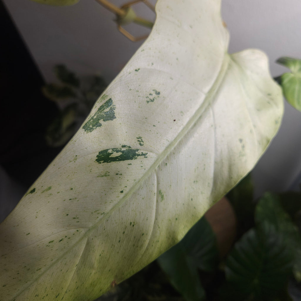 Philodendron Whipple Way