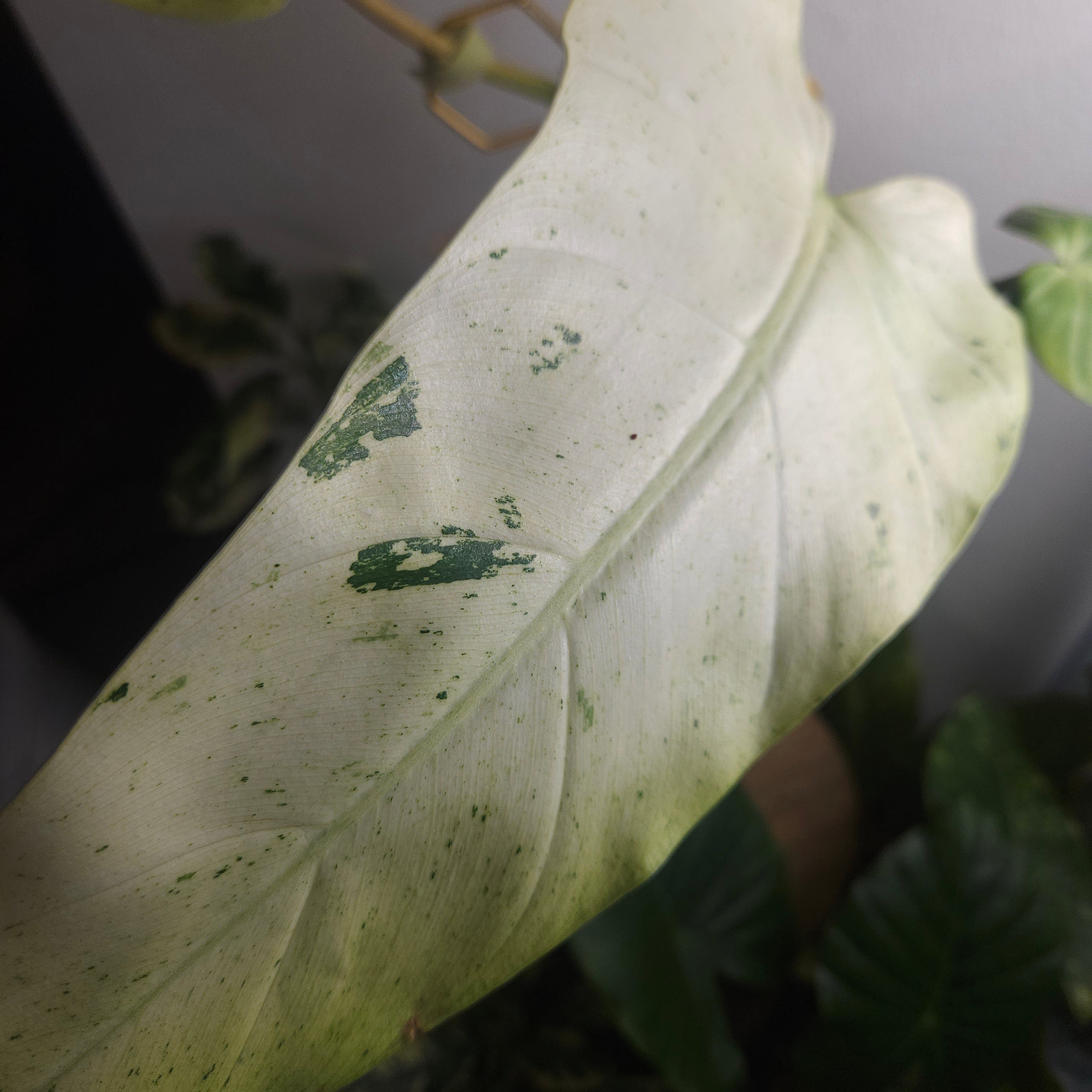 Philodendron Whipple Way