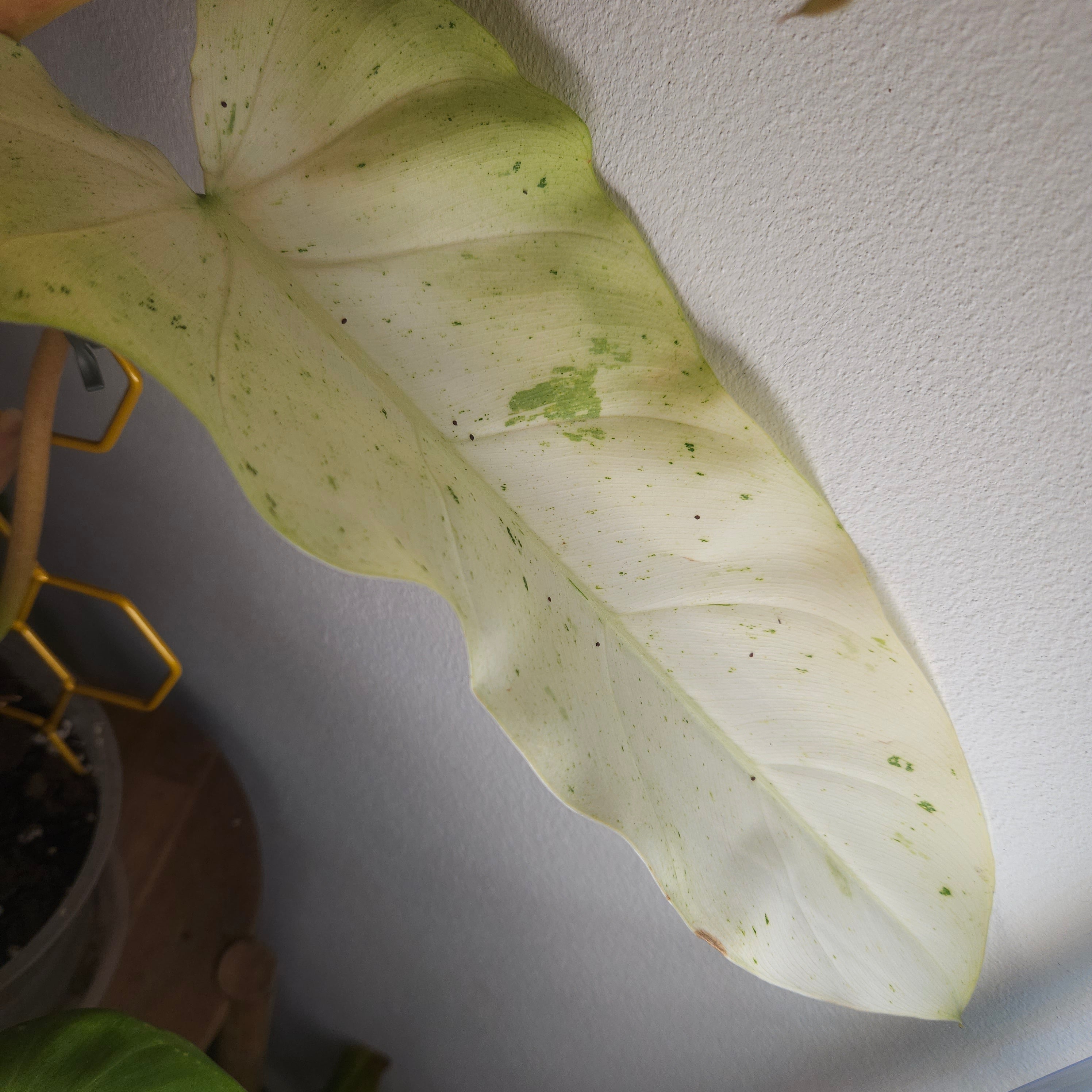 Philodendron Whipple Way