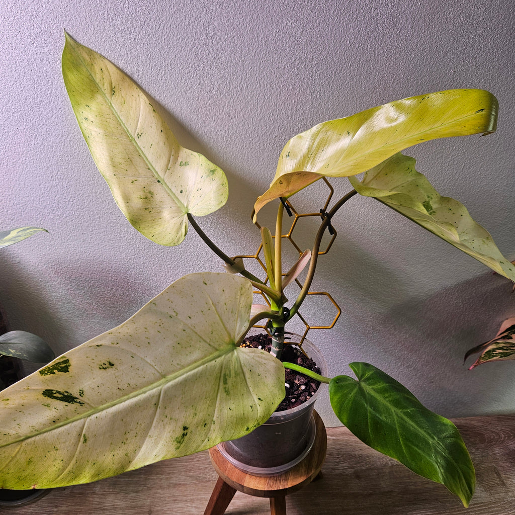 Philodendron Whipple Way