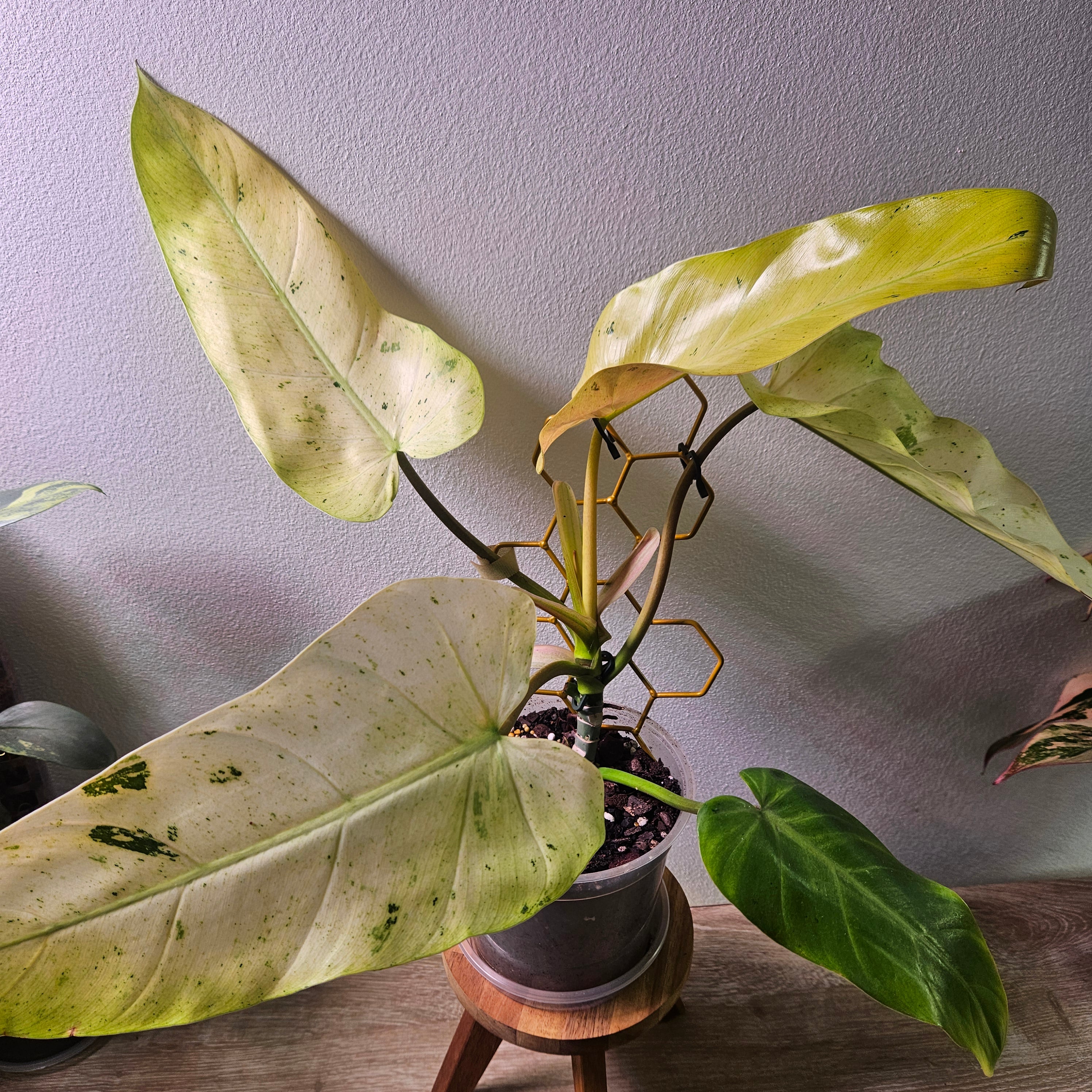 Philodendron Whipple Way