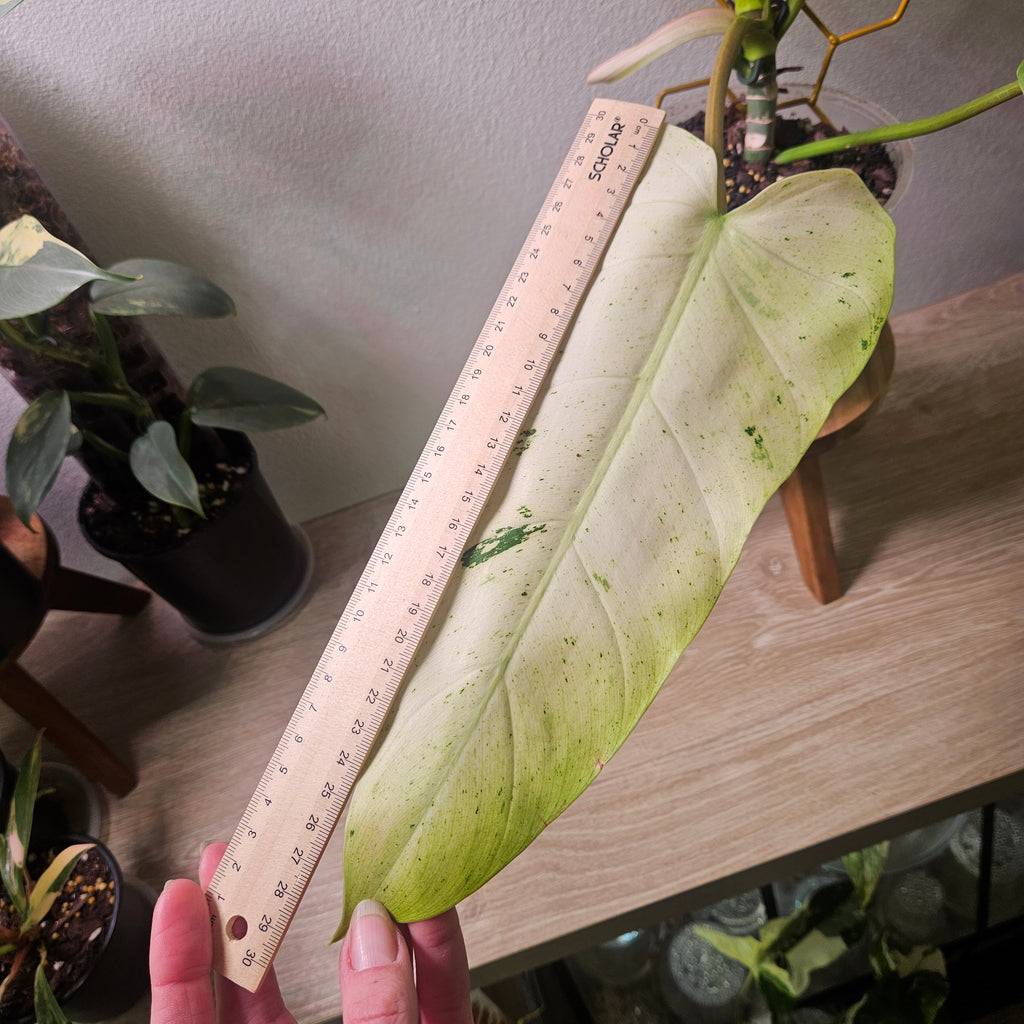 Philodendron Whipple Way