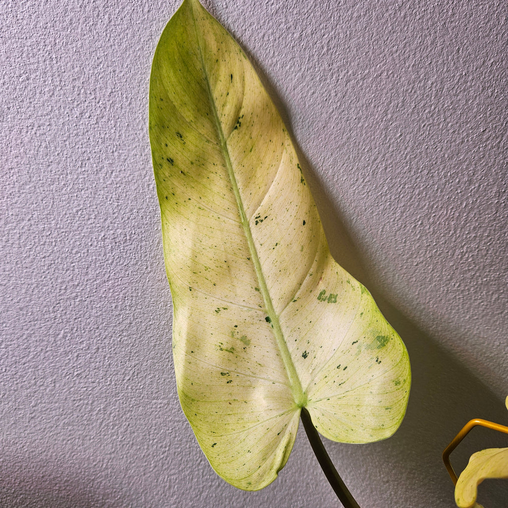 Philodendron Whipple Way