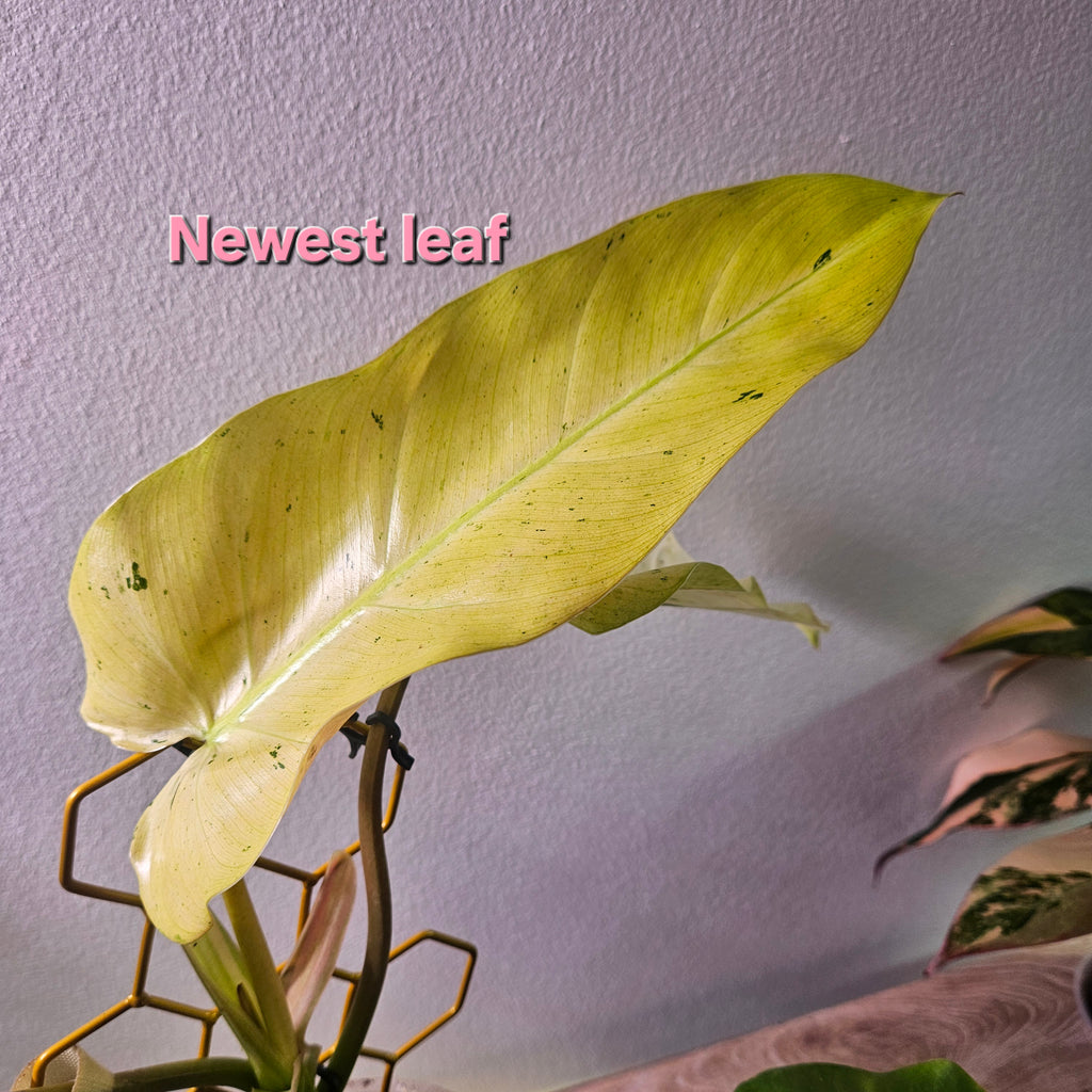 Philodendron Whipple Way