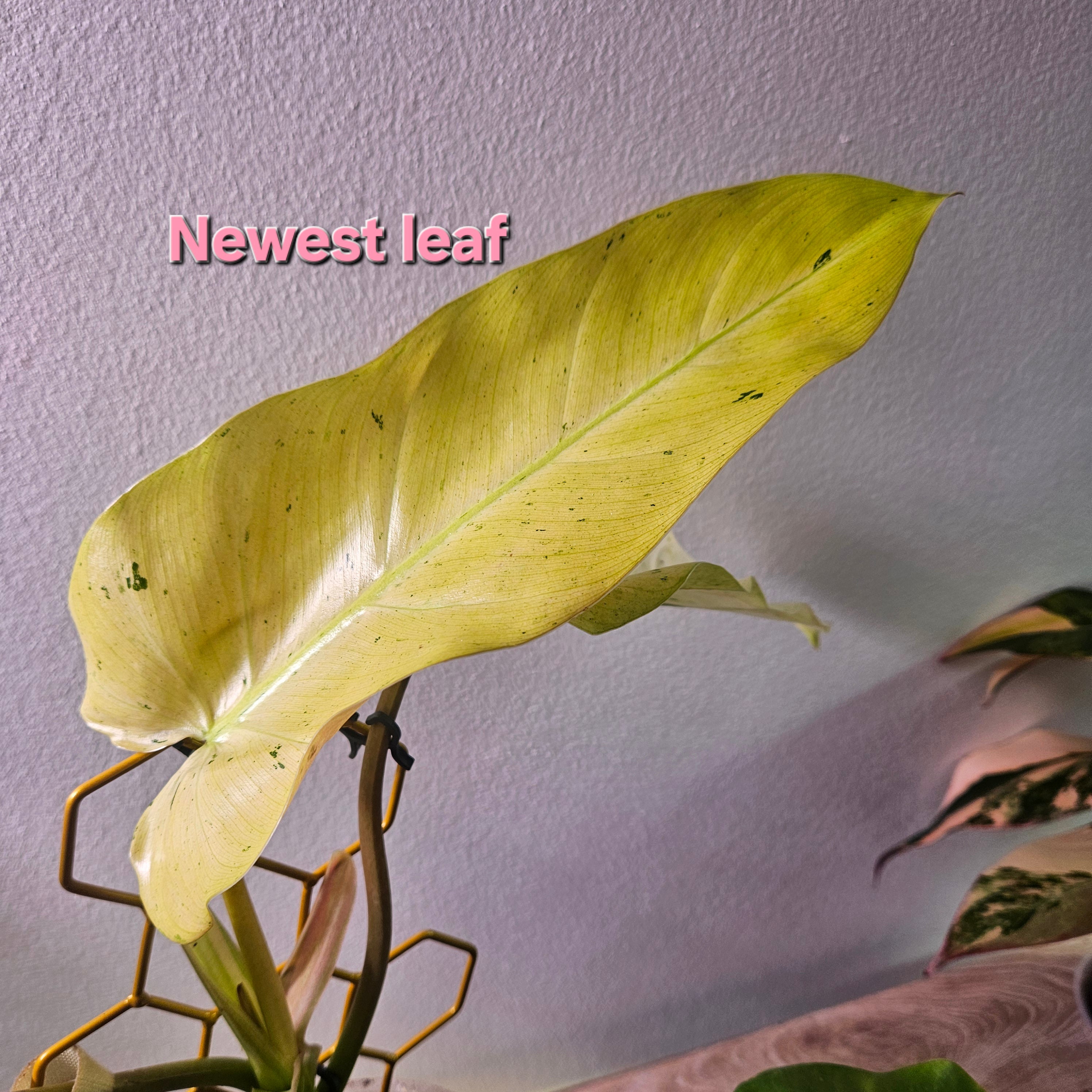 Philodendron Whipple Way
