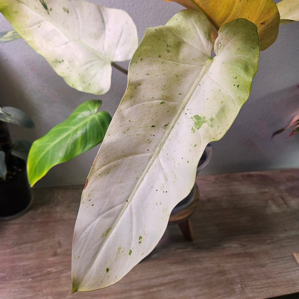 Philodendron Whipple Way