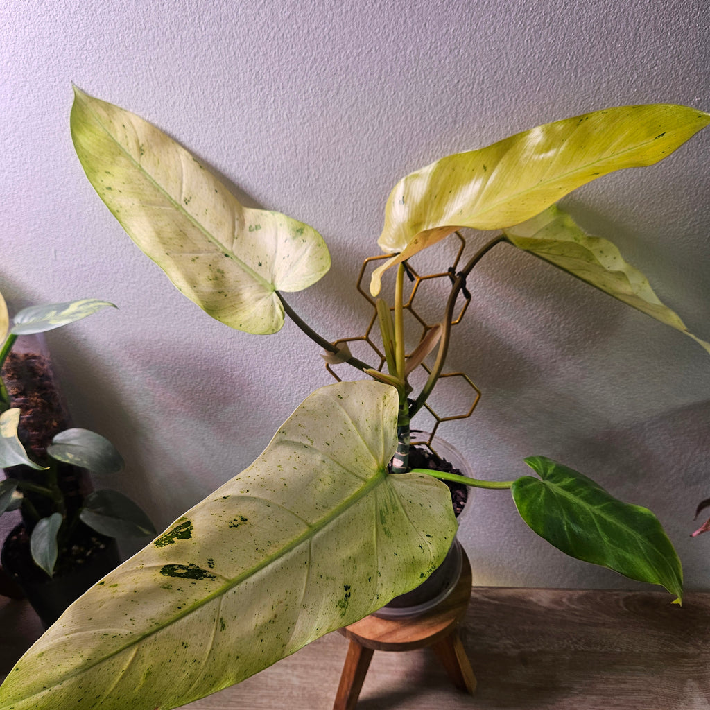 Philodendron Whipple Way