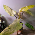 Philodendron Whipple Way