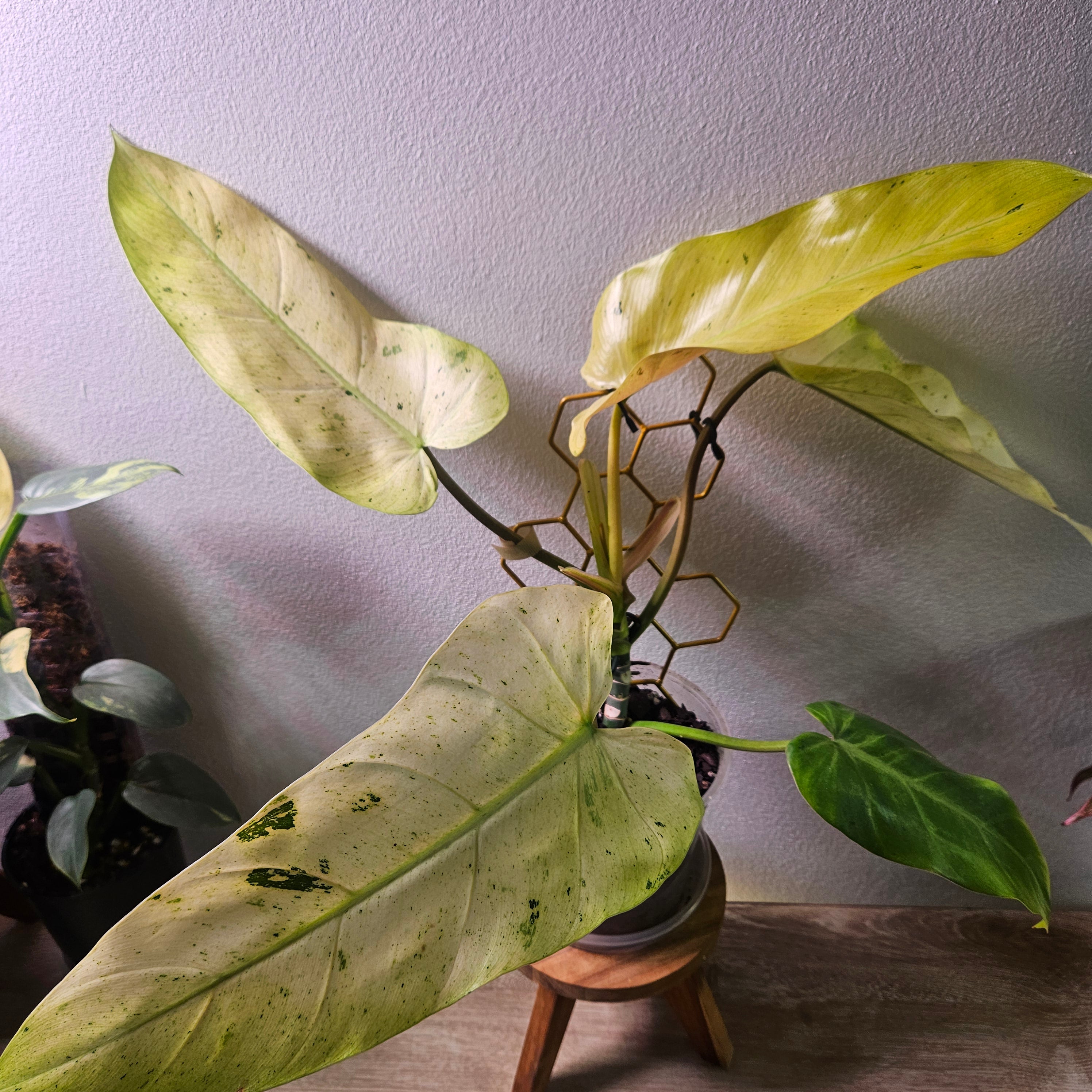 Philodendron Whipple Way