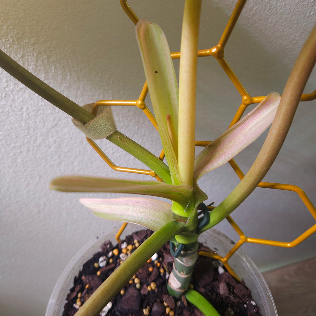 Philodendron Whipple Way