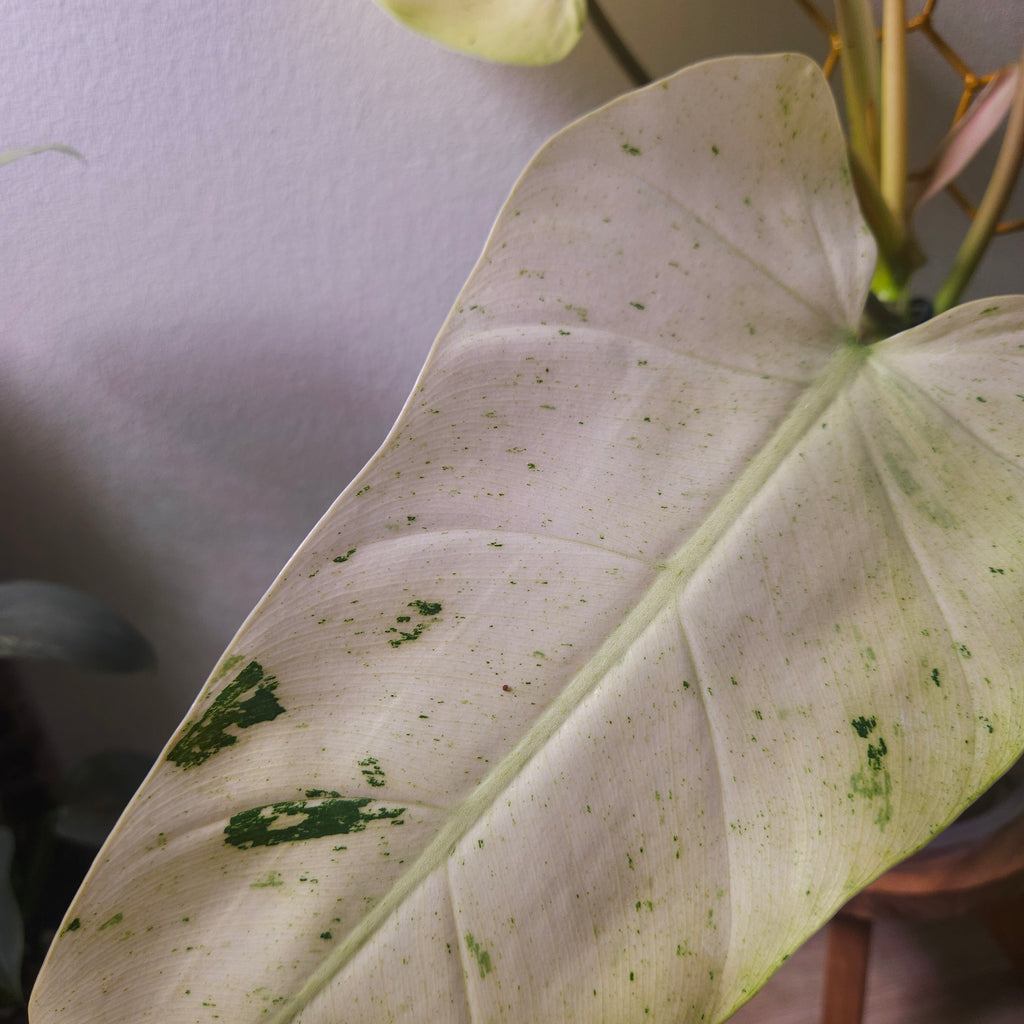 Philodendron Whipple Way