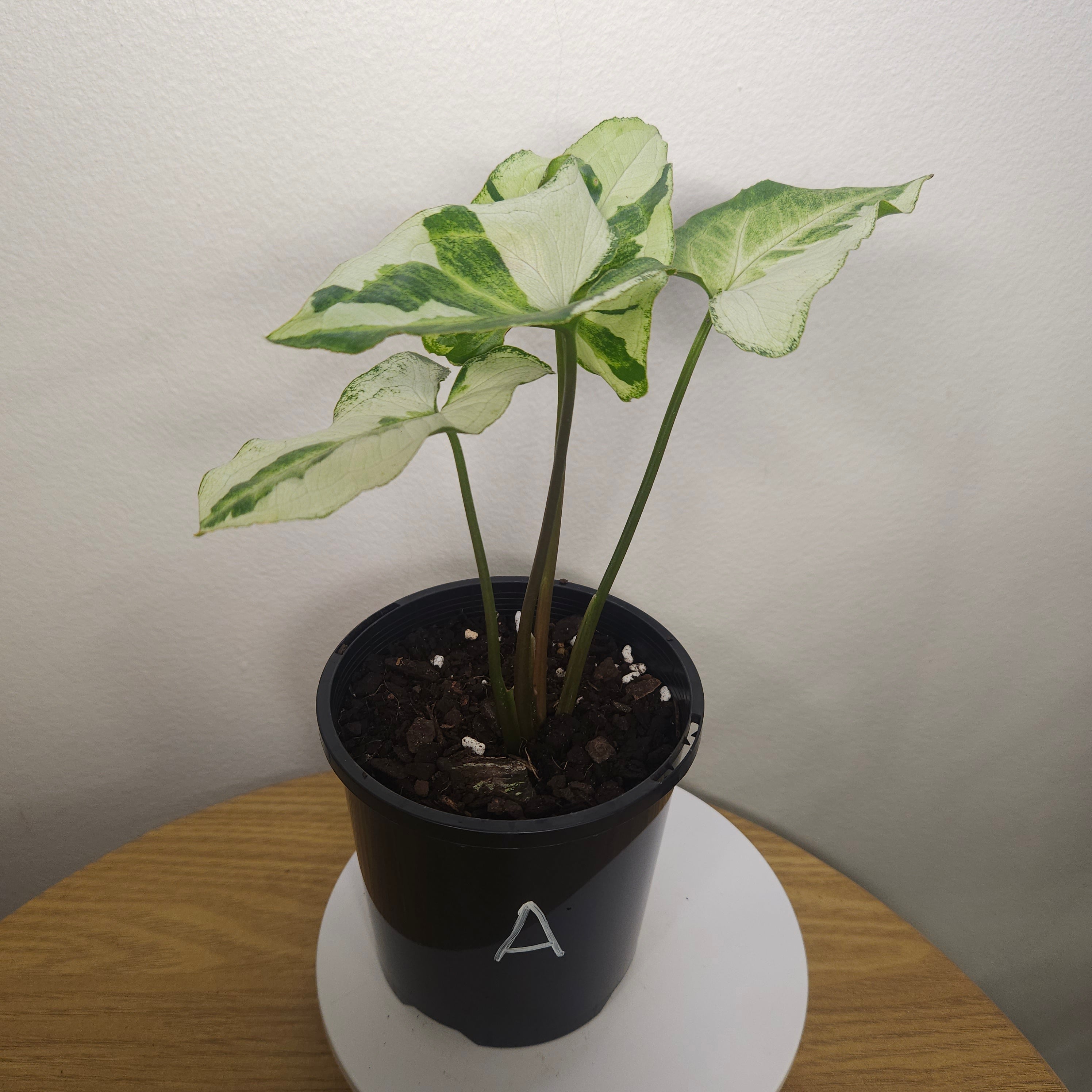Syngonium Three Kings – Rare Silver Variegated Arrowhead Plant
