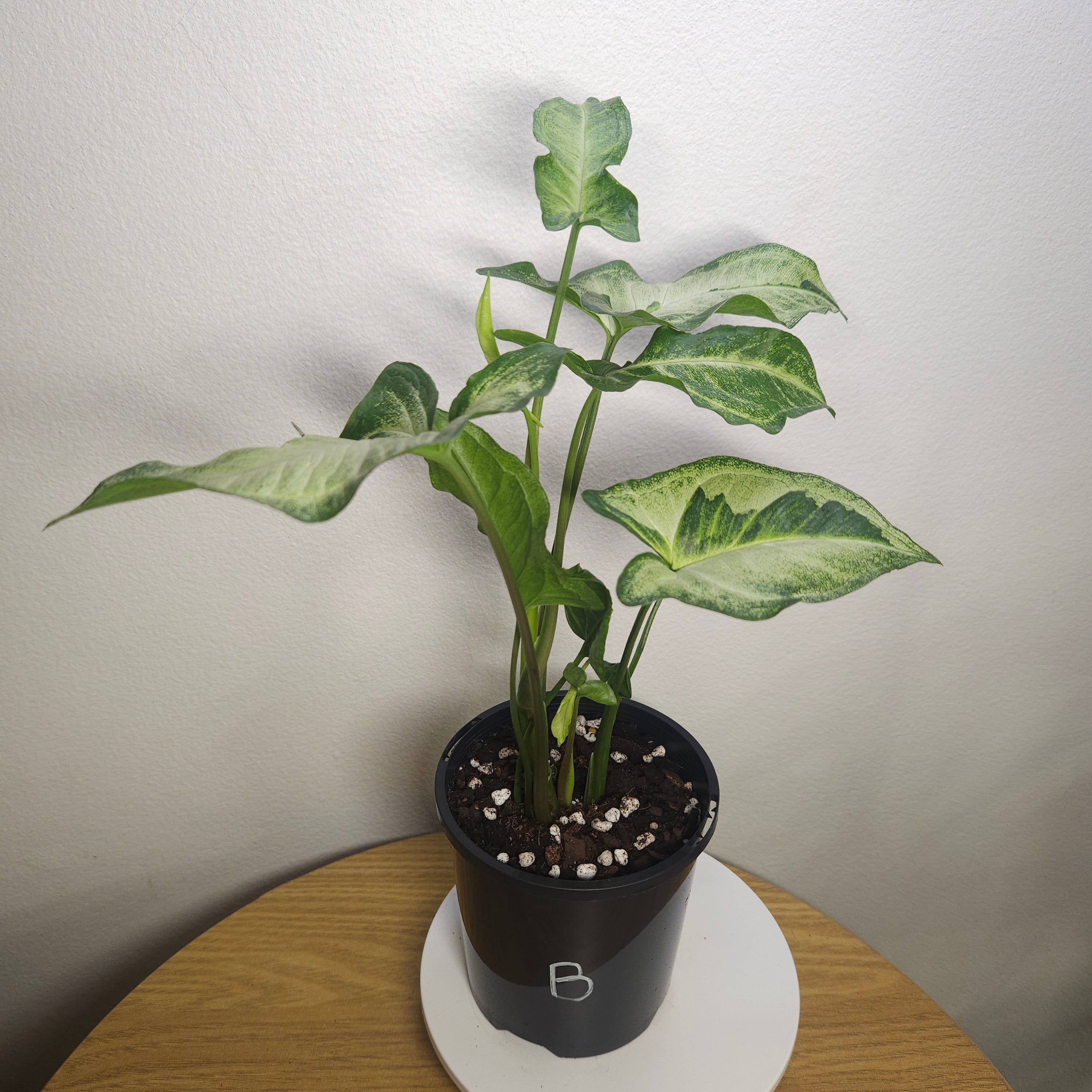Syngonium Three Kings – Rare Silver Variegated Arrowhead Plant