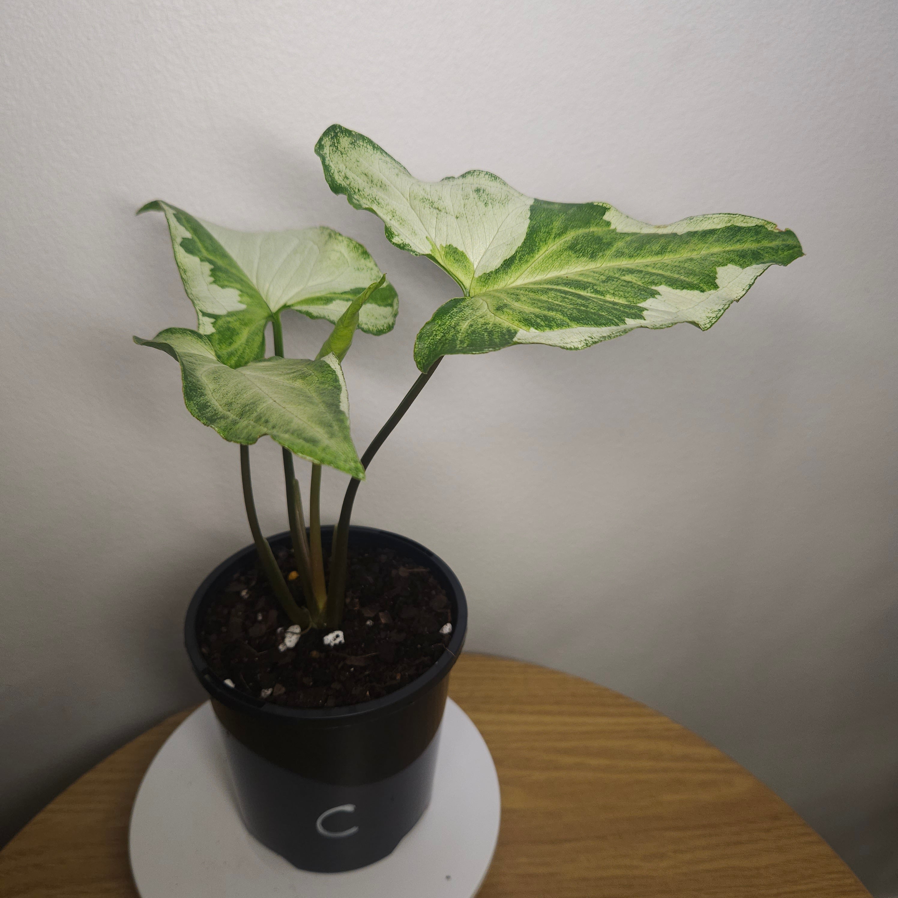 Syngonium Three Kings – Rare Silver Variegated Arrowhead Plant