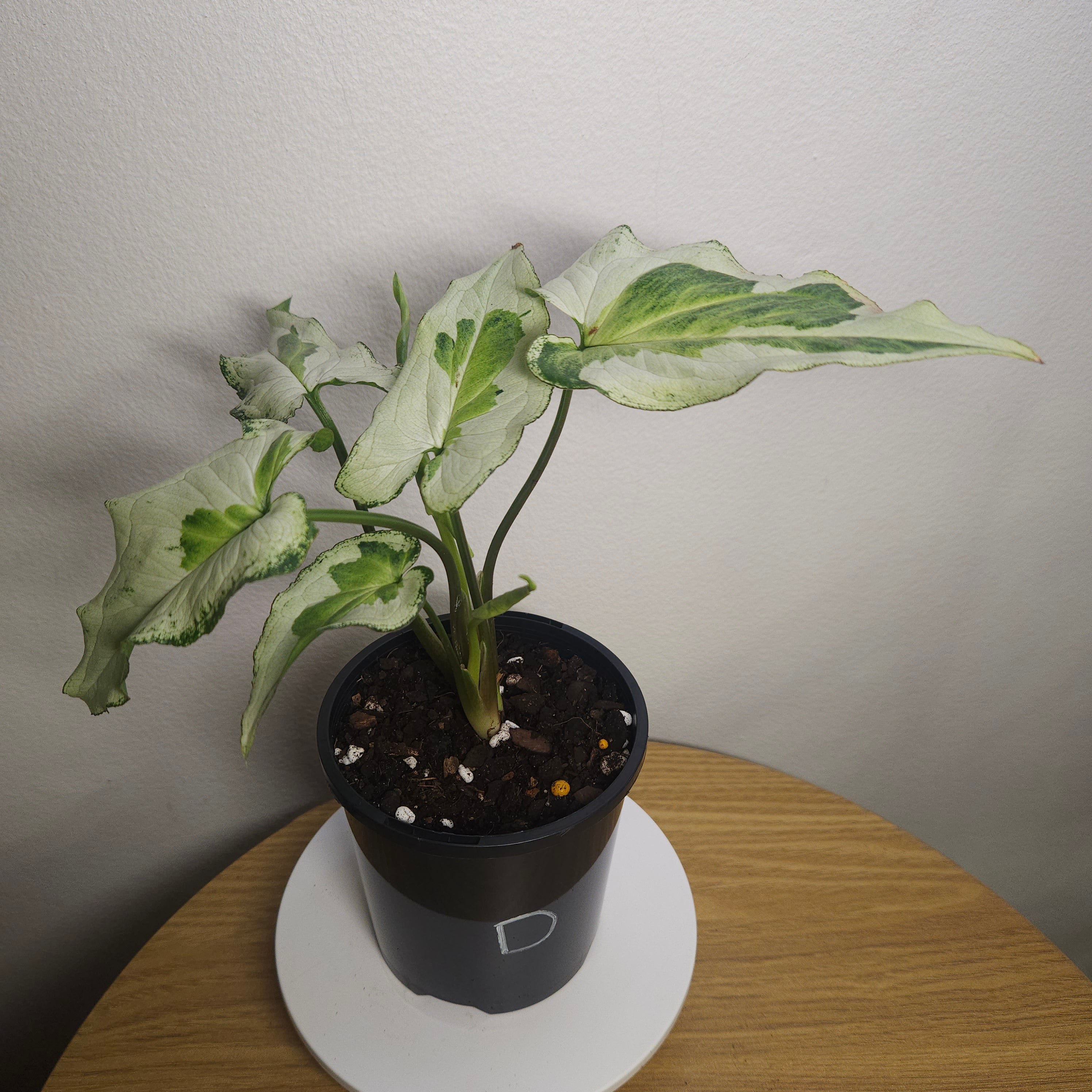 Syngonium Three Kings – Rare Silver Variegated Arrowhead Plant