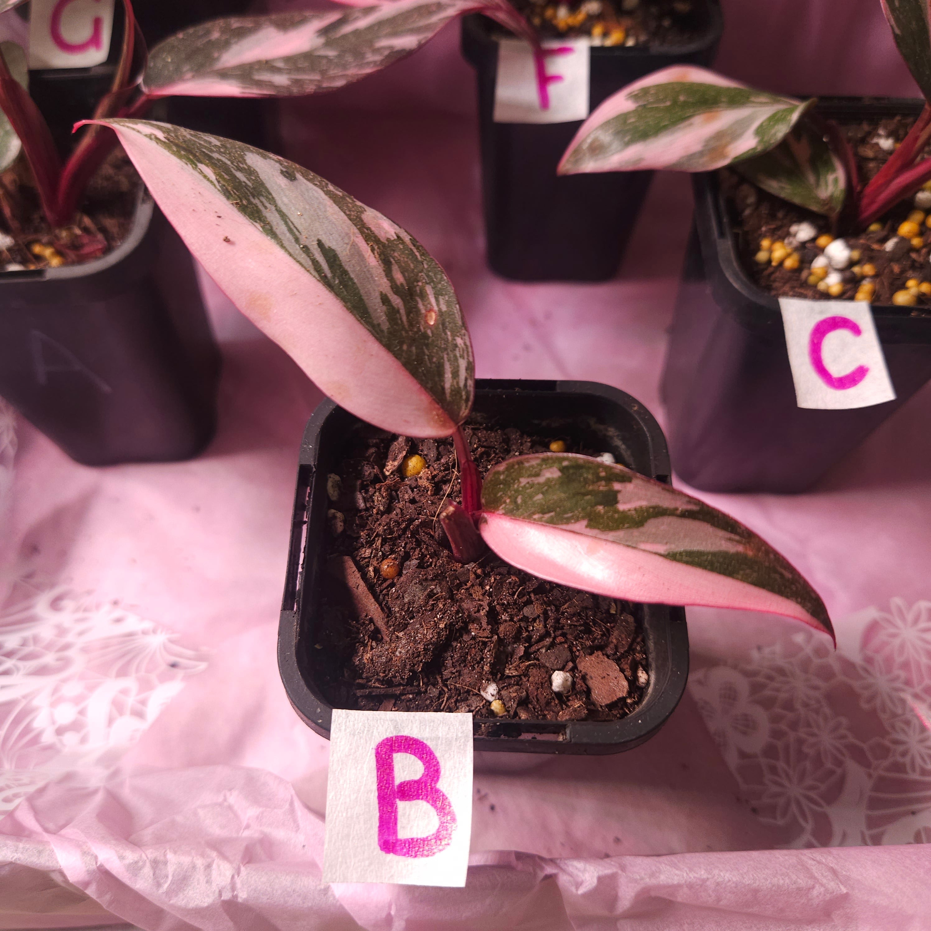 Rare Philodendron Pink Princess Marble Galaxy Variegated – Highly Variegated