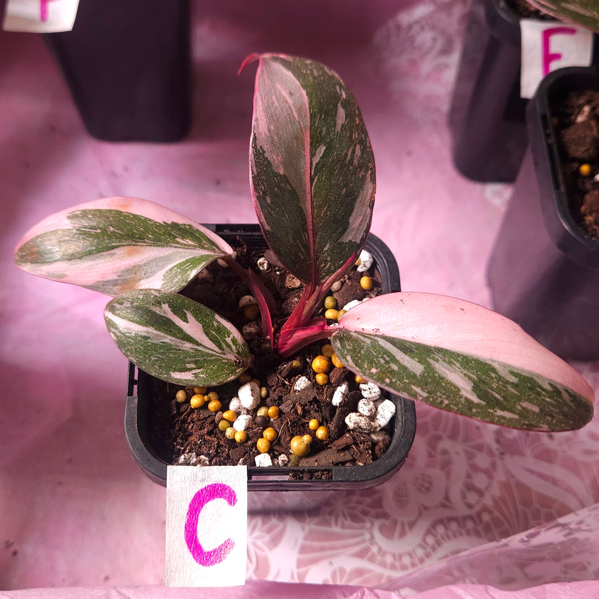 Rare Philodendron Pink Princess Marble Galaxy Variegated – Highly Variegated