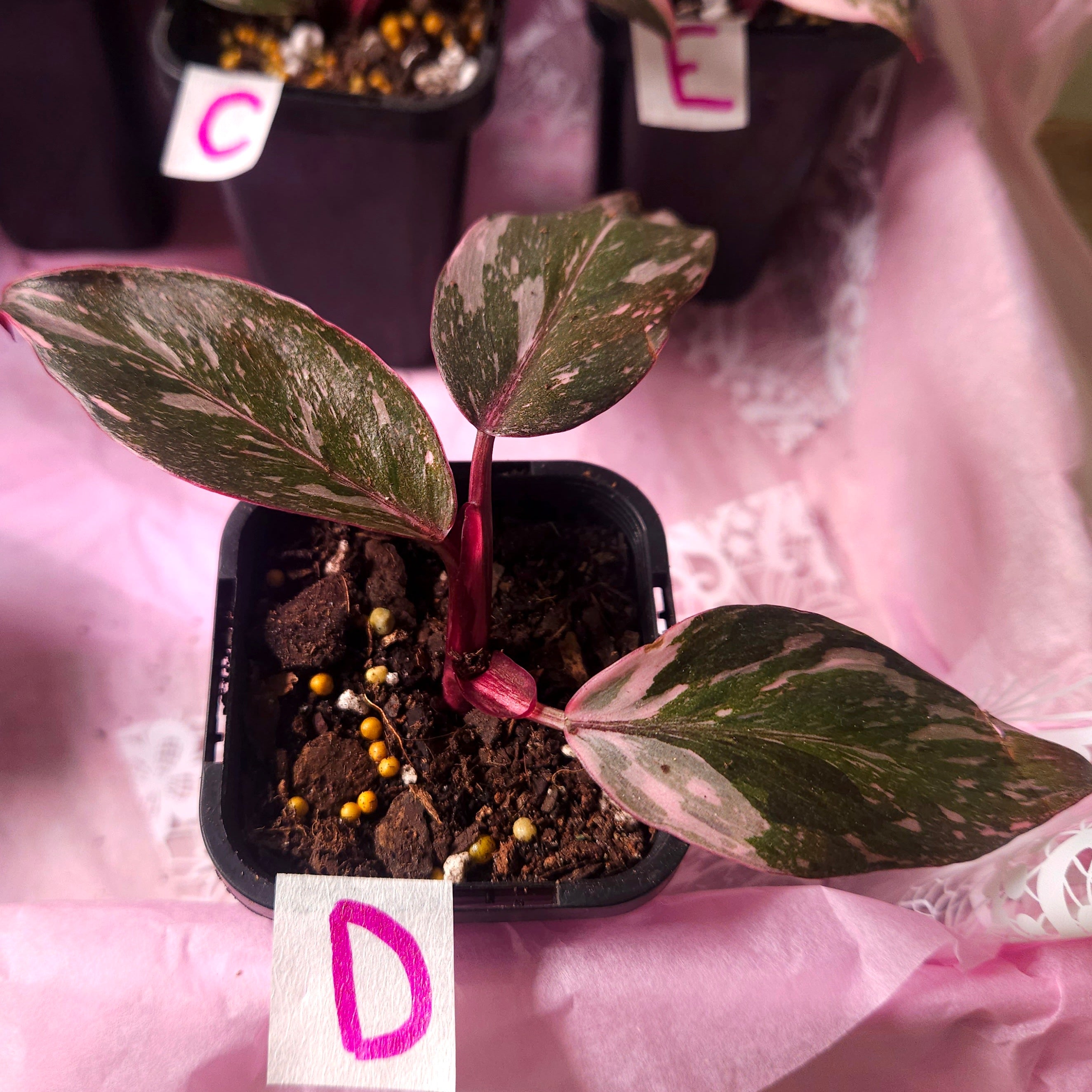 Rare Philodendron Pink Princess Marble Galaxy Variegated – Highly Variegated