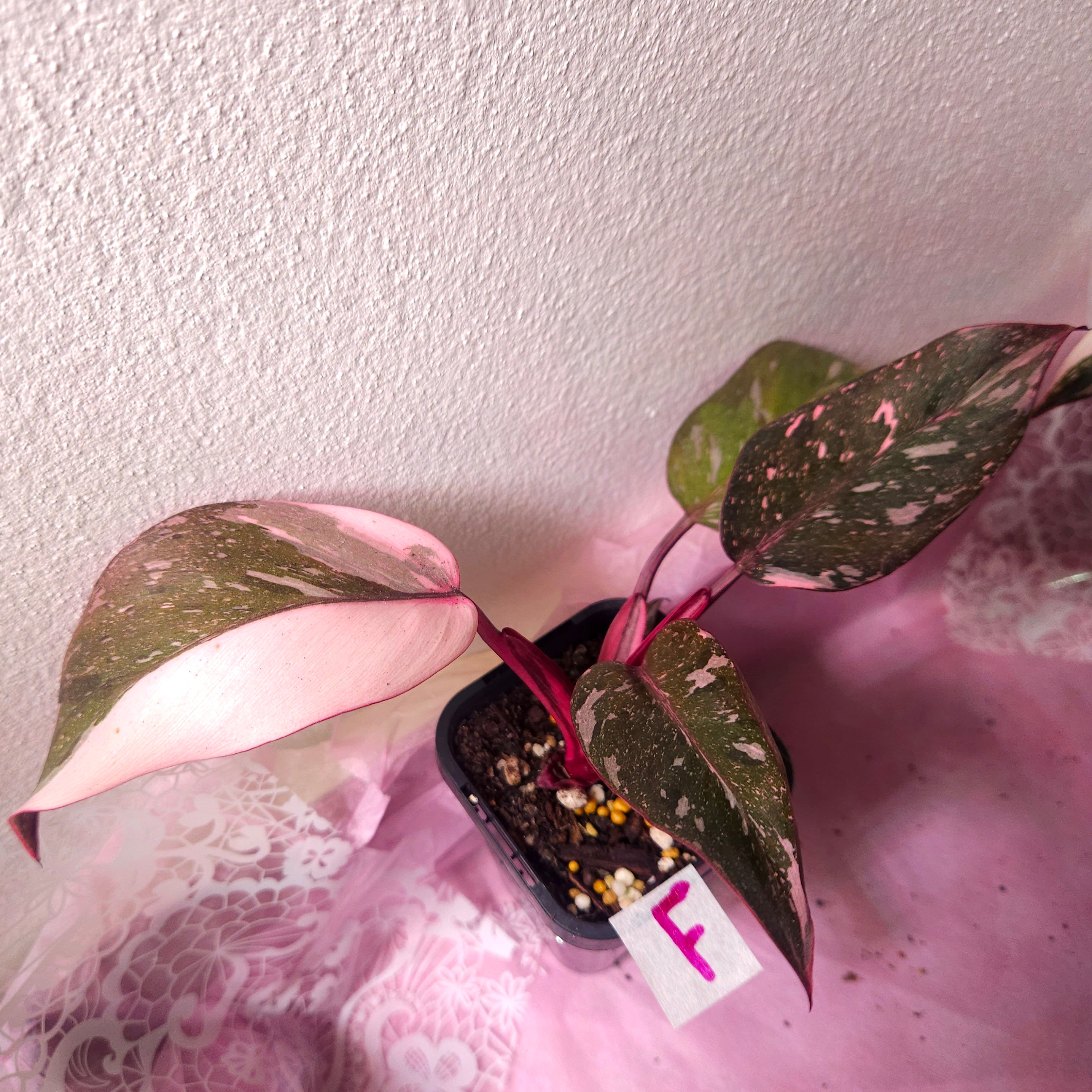Rare Philodendron Pink Princess Marble Galaxy Variegated – Highly Variegated