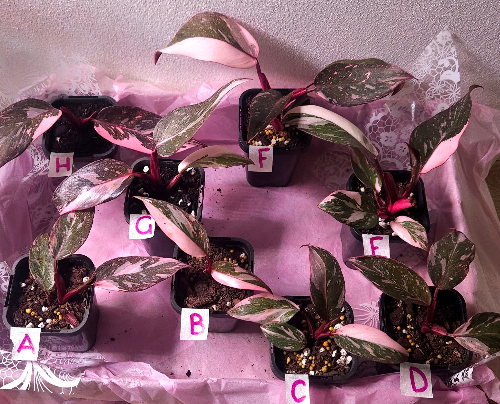 Rare Philodendron Pink Princess Marble Galaxy Variegated – Highly Variegated