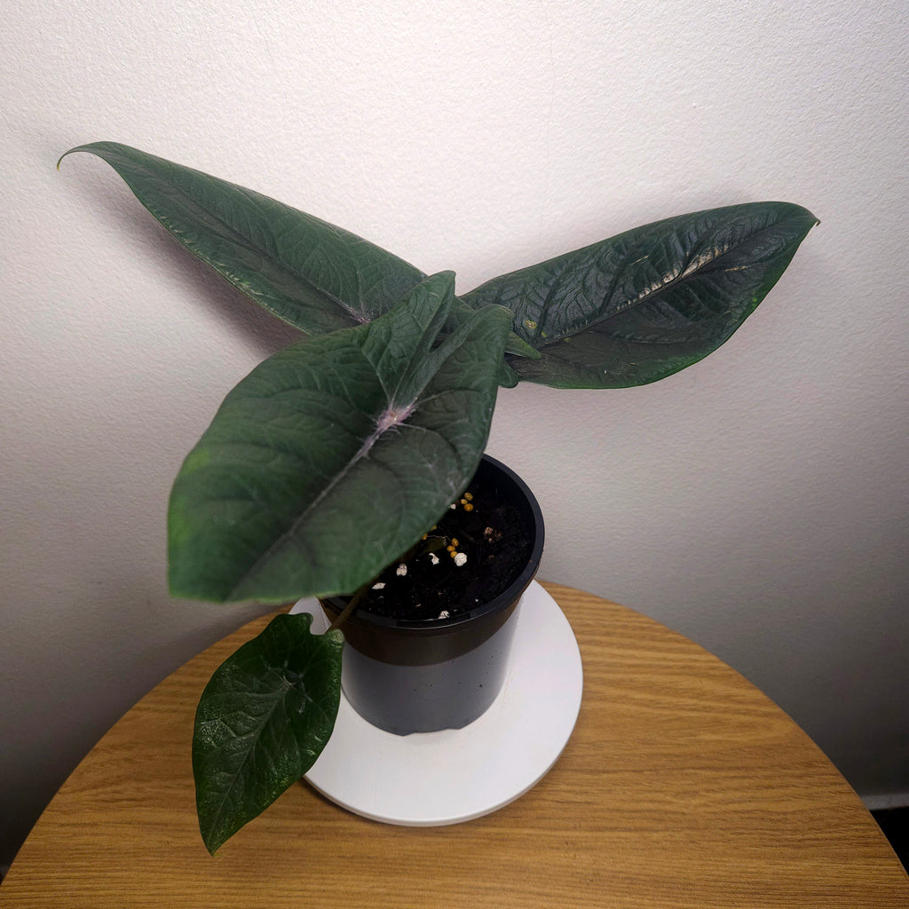 Rare Alocasia Scalprum ‘Samar Lance’ – Textured Dragon Leaf Aroid