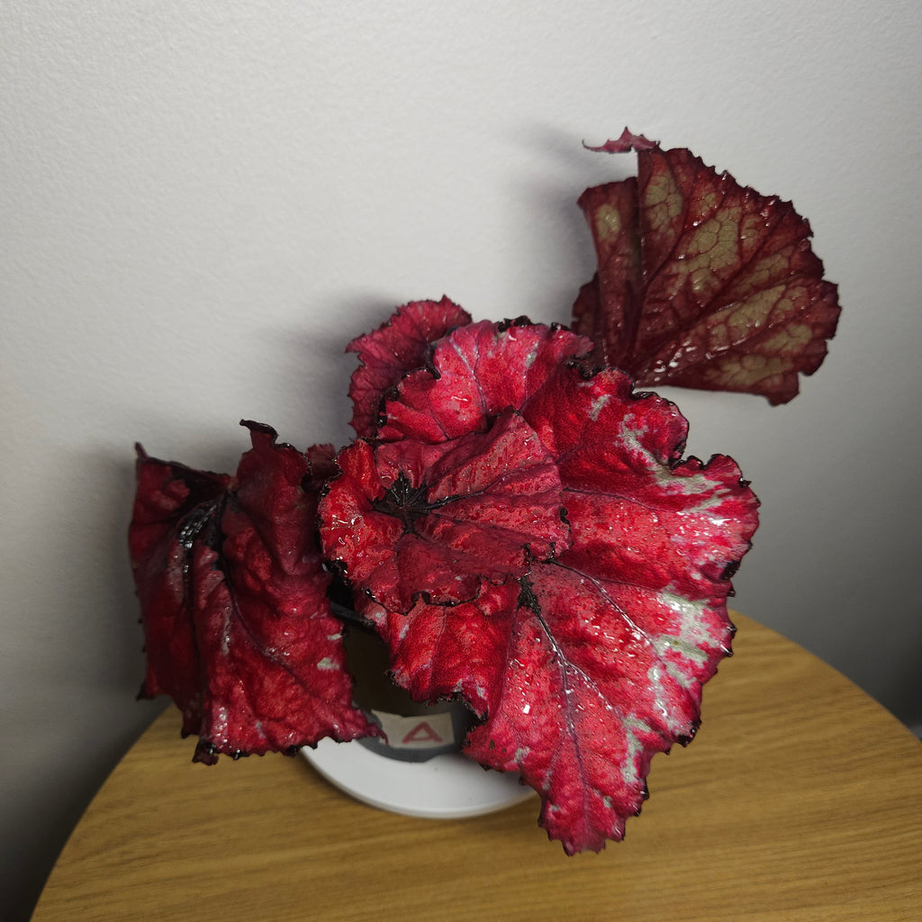 Begonia Rex Kotobuki