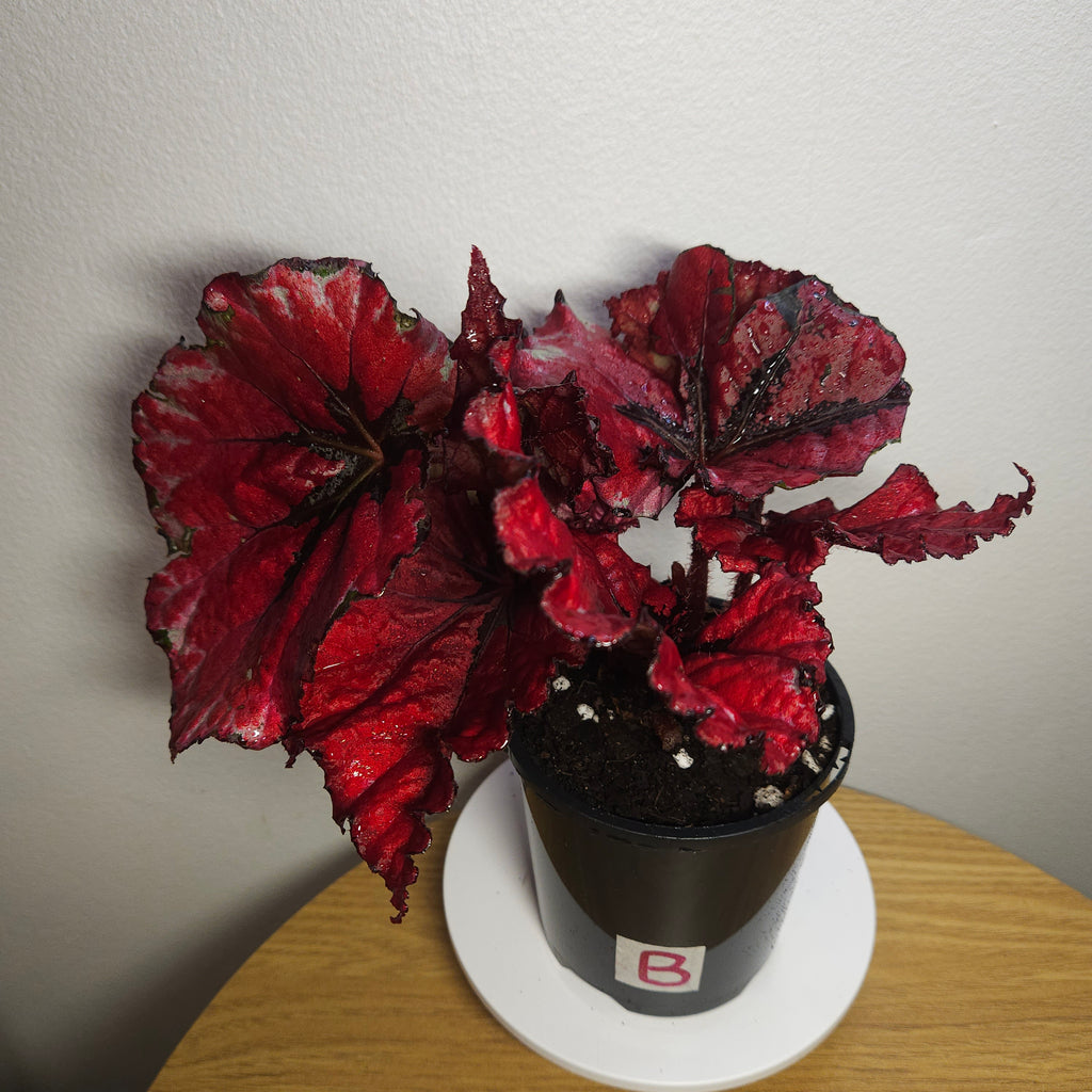 Begonia Rex Kotobuki