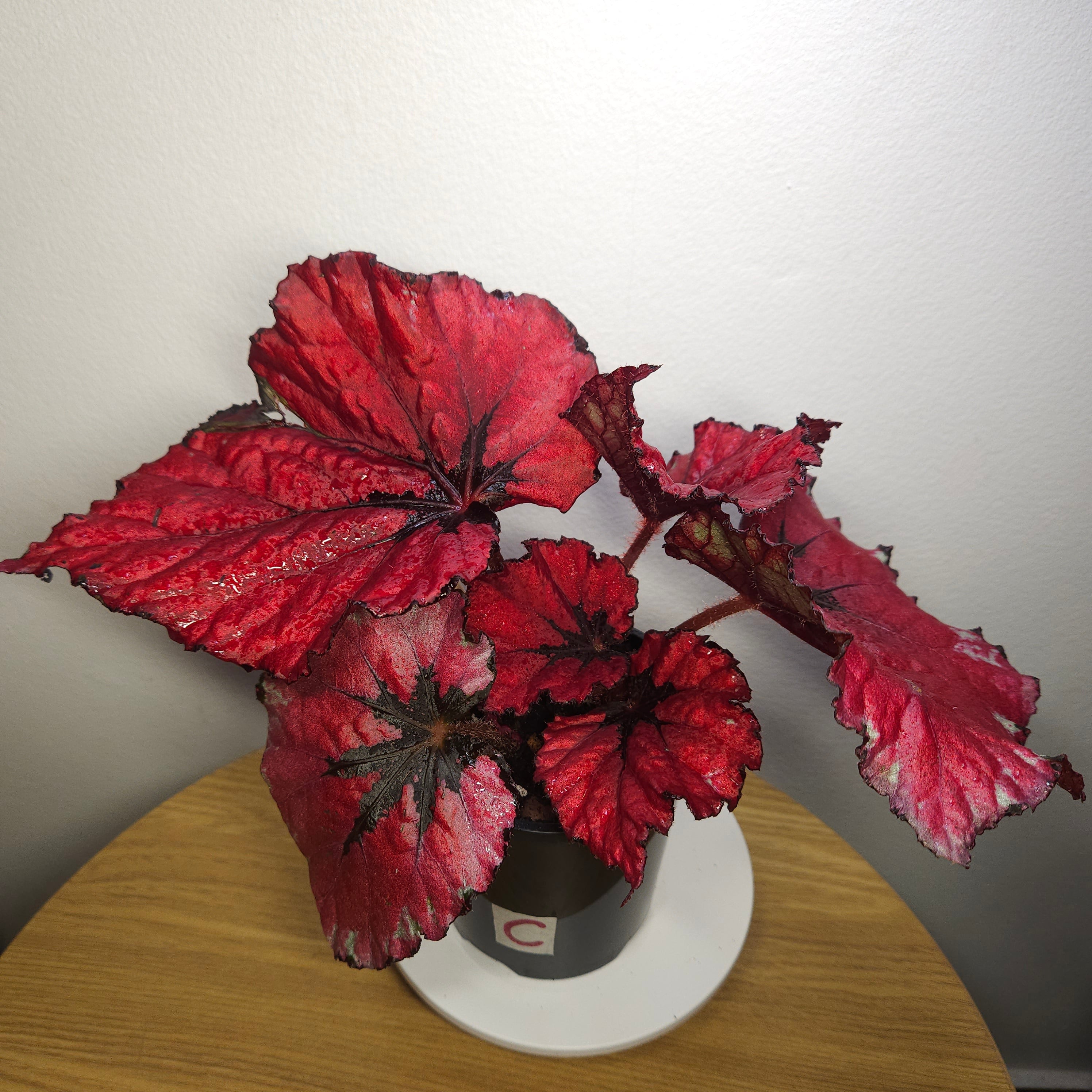 Begonia Rex Kotobuki