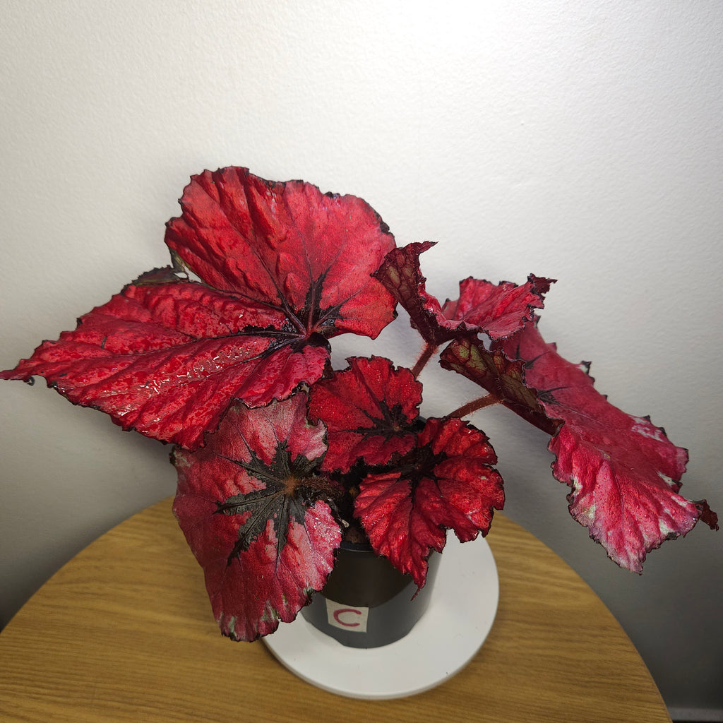 Begonia Rex Kotobuki