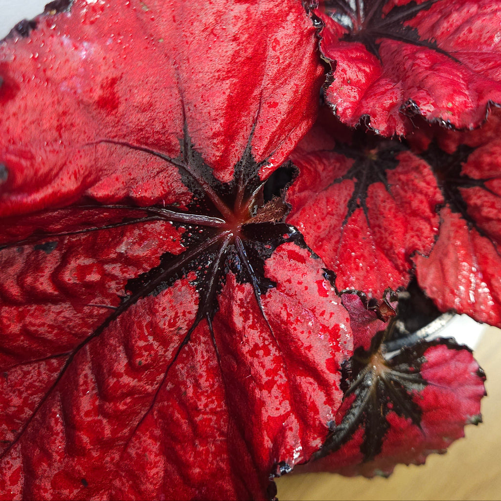 Begonia Rex Kotobuki