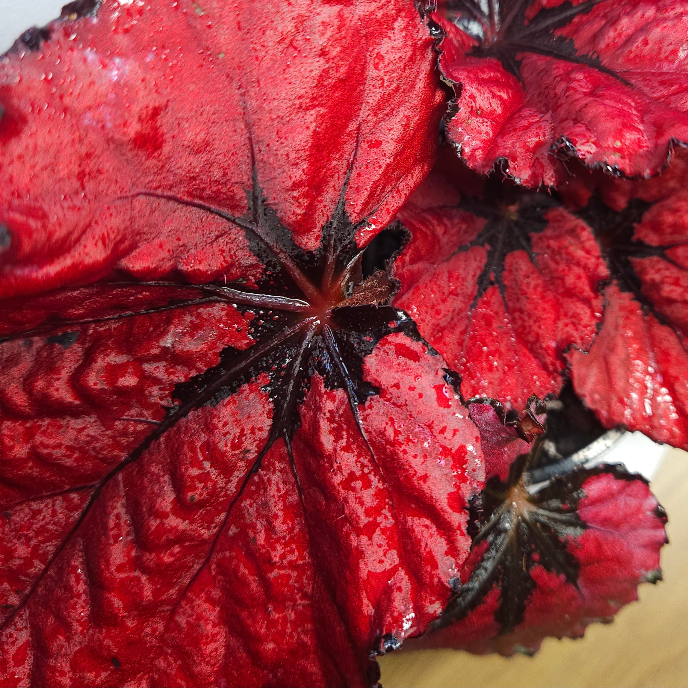 Begonia Rex Kotobuki