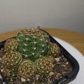 Lobivia arachnacantha 'Yellow Form' Cactus