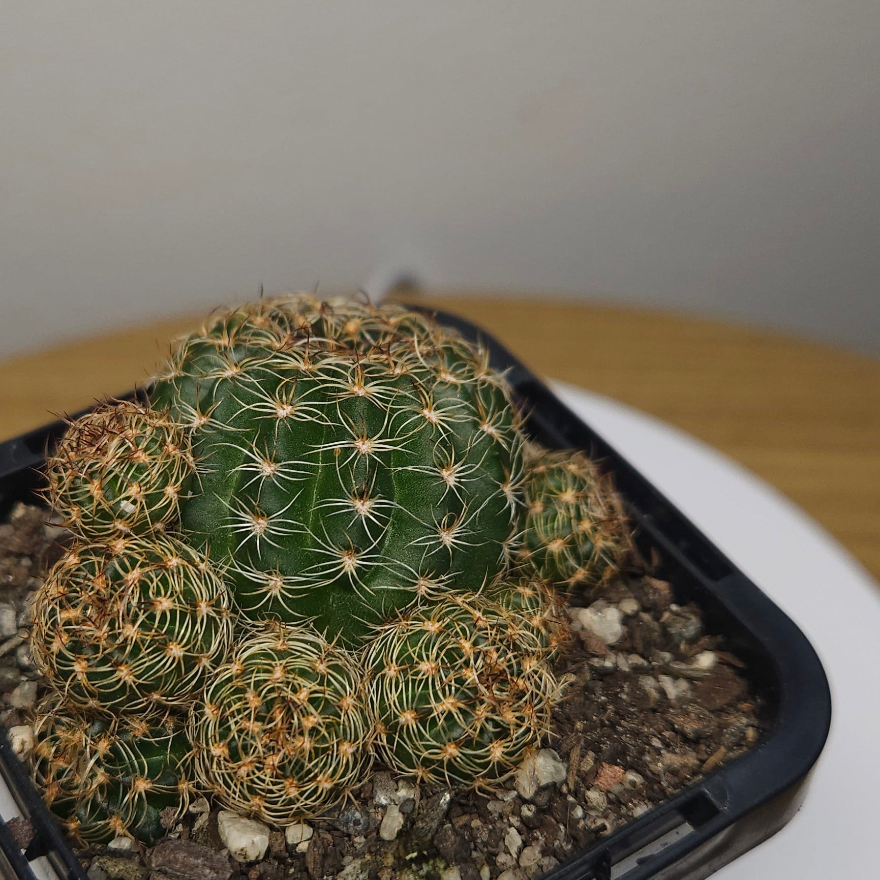 Lobivia arachnacantha 'Yellow Form' Cactus