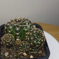 Lobivia arachnacantha ‘Gold Form’ Cactus
