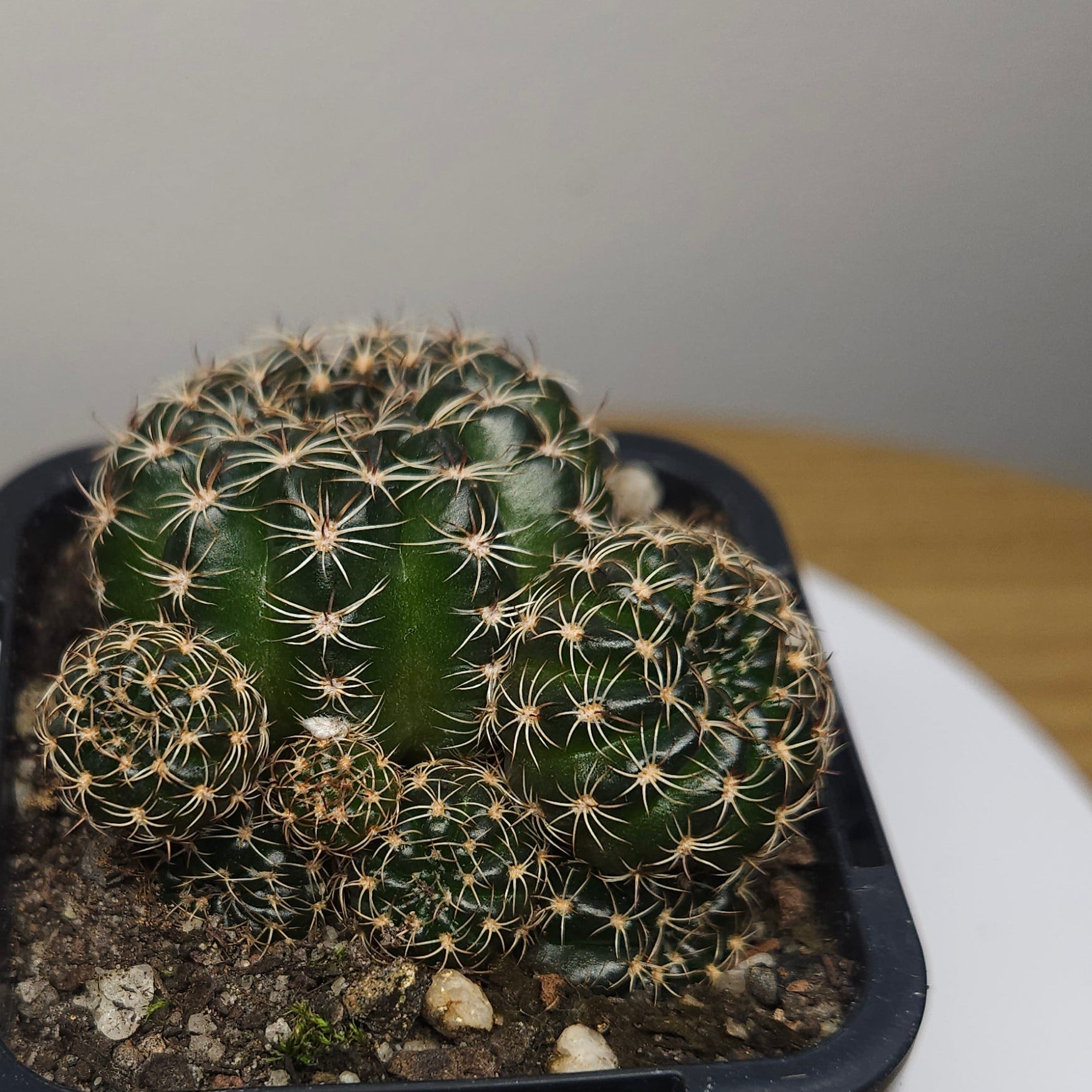 Lobivia arachnacantha ‘Gold Form’ Cactus