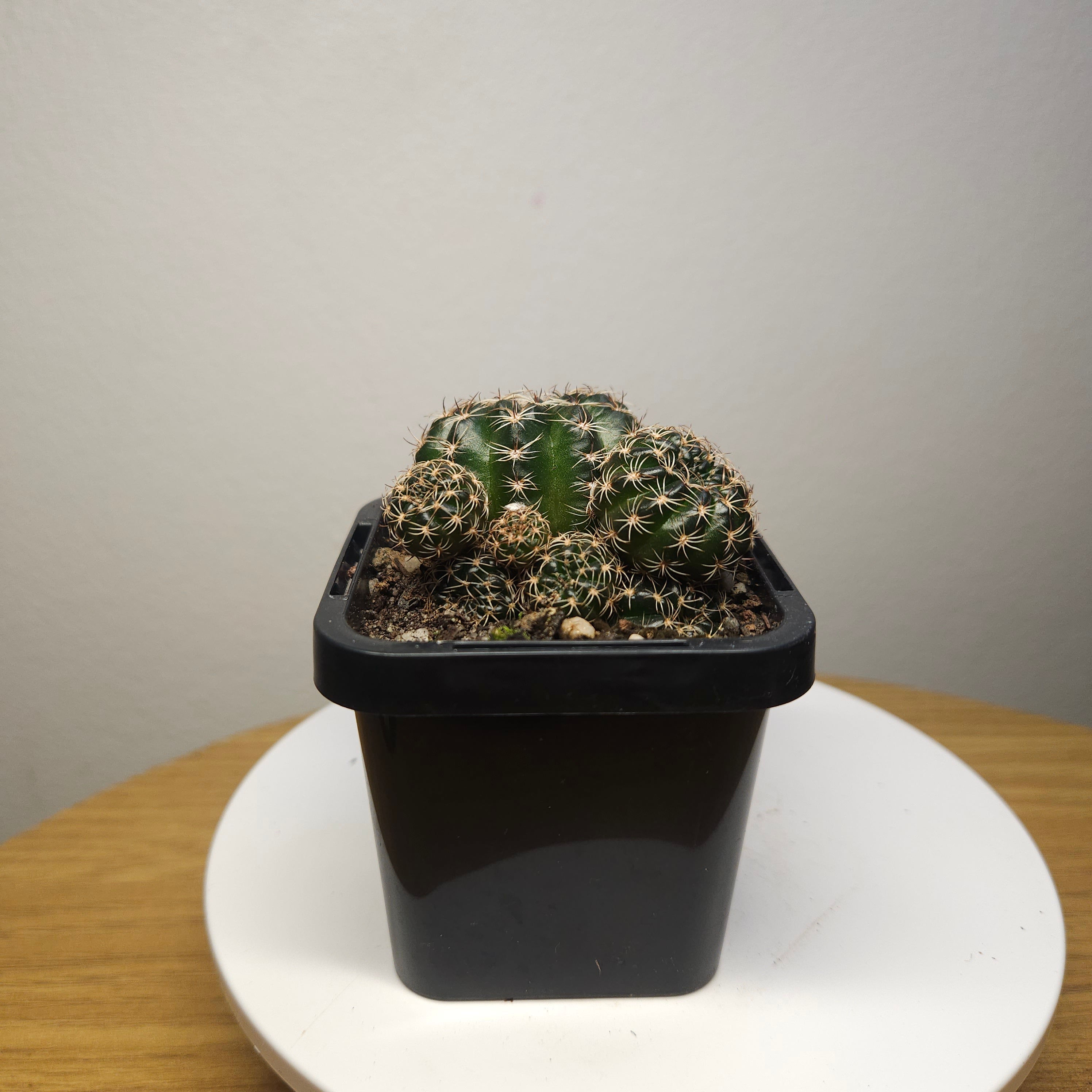 Lobivia arachnacantha ‘Gold Form’ Cactus