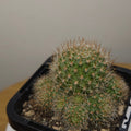 Rebutia pulvinosa Orange