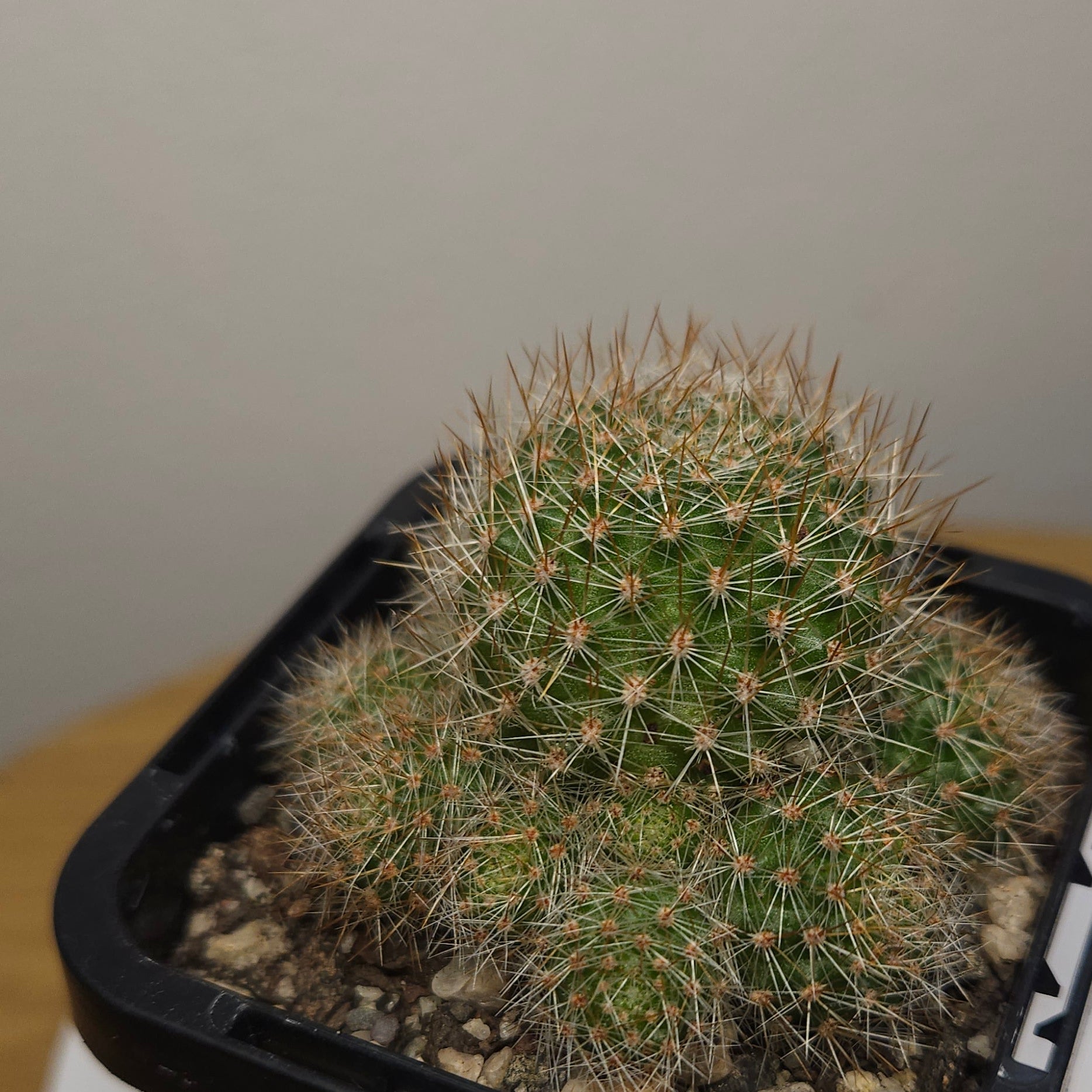 Rebutia pulvinosa Orange