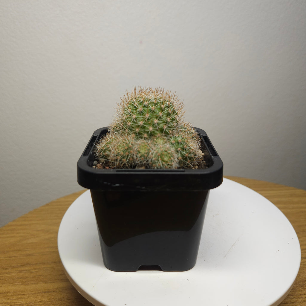 Rebutia pulvinosa Orange